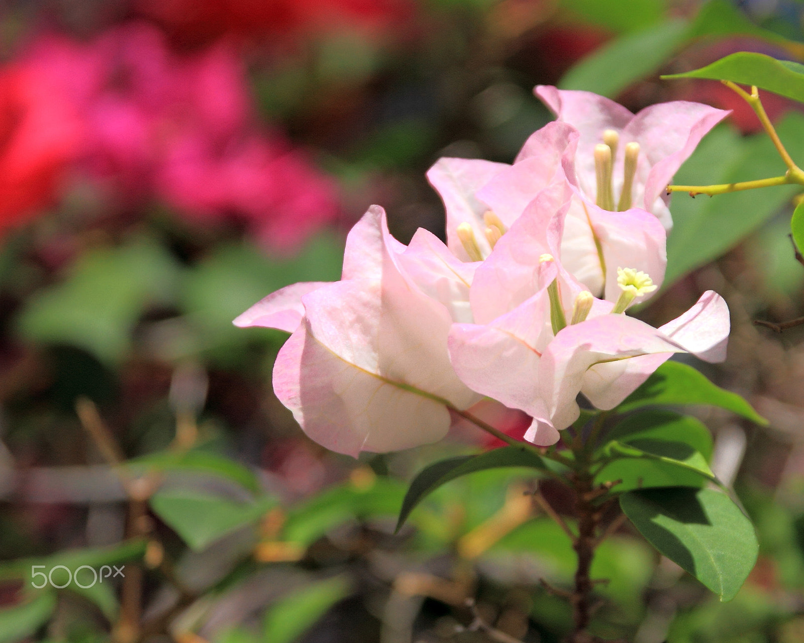 Canon EOS 7D + Sigma 17-70mm F2.8-4 DC Macro OS HSM | C sample photo. Pink photography