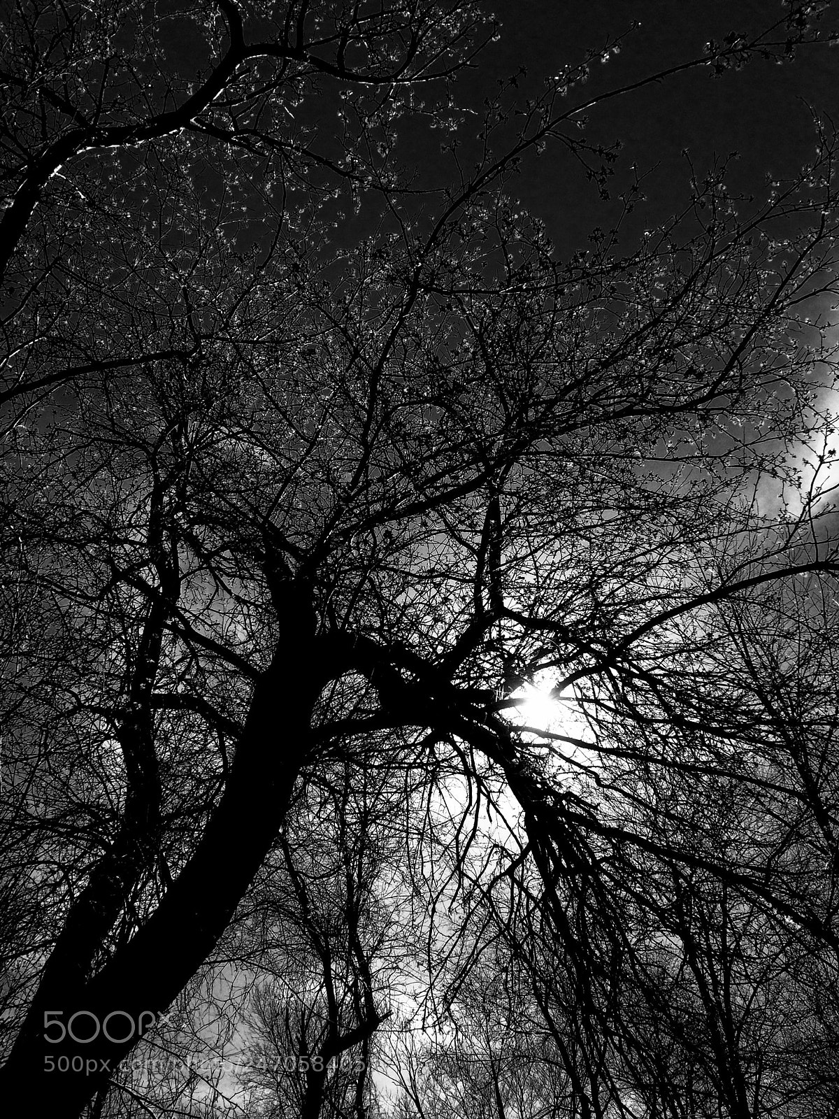 Apple iPhone 5s sample photo. Spooky silhouette! photography