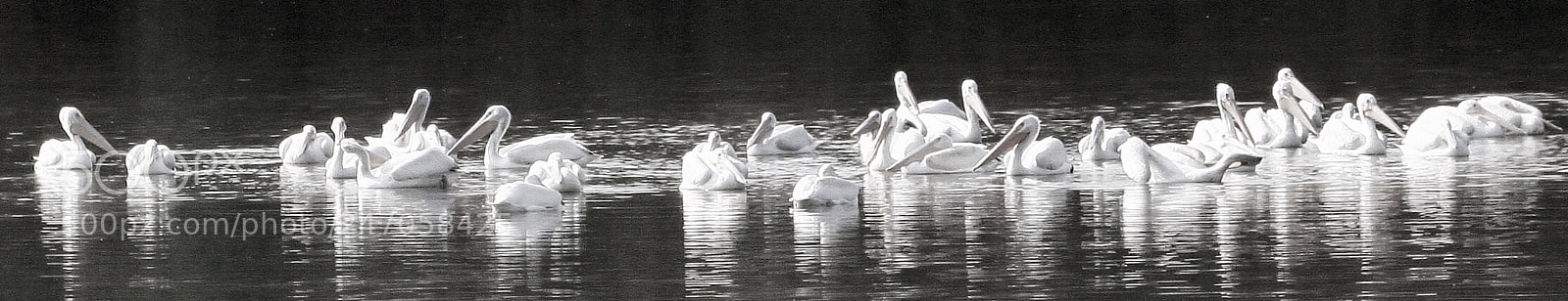 Canon EOS 50D sample photo. Pelican photography