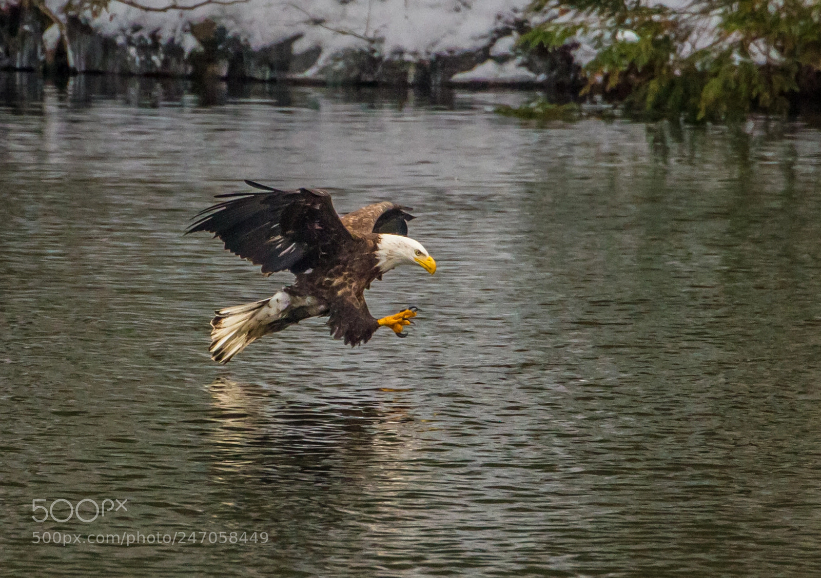 Canon EOS 7D sample photo. Talons ready photography