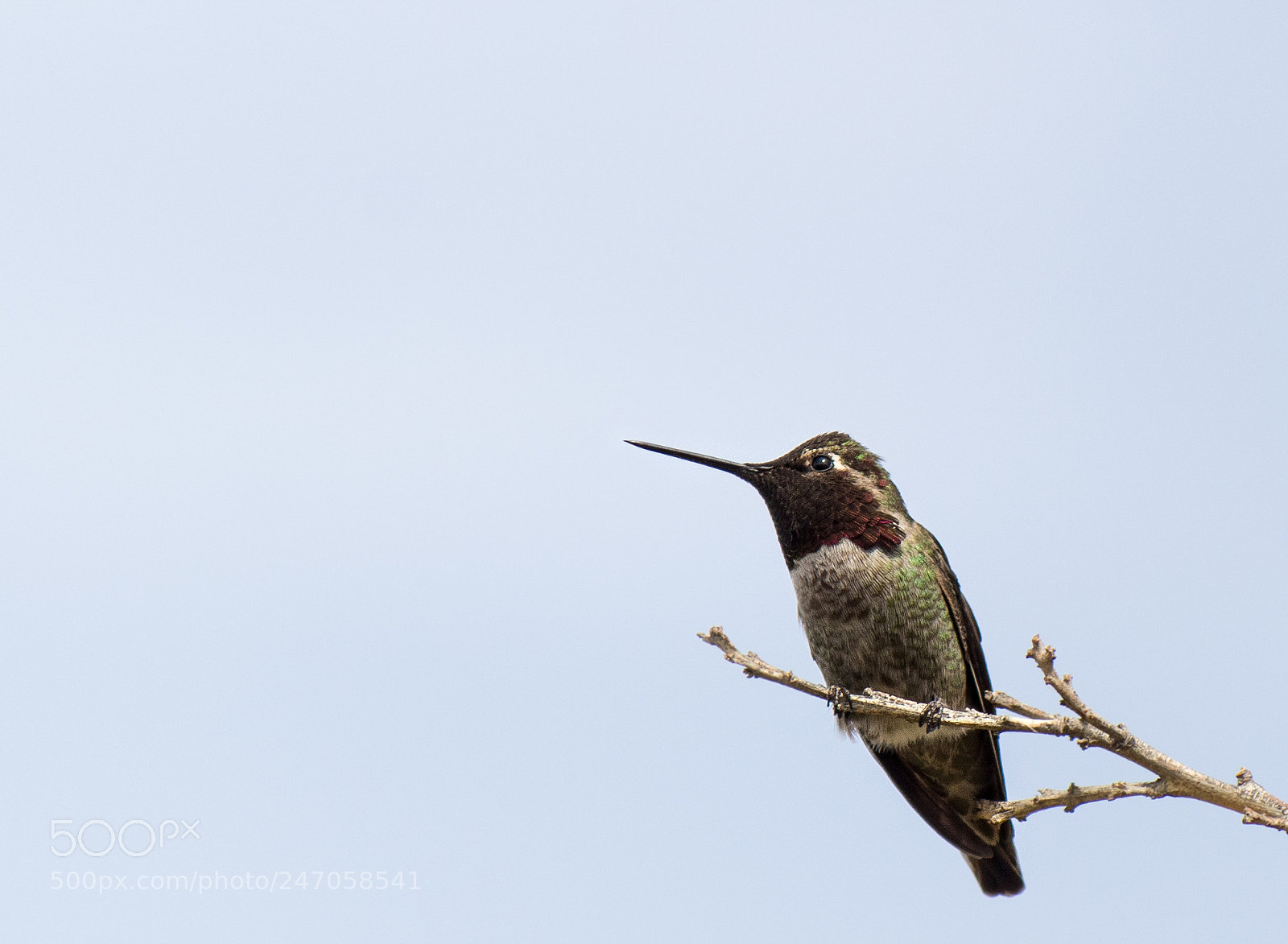 Canon EOS 1300D (EOS Rebel T6 / EOS Kiss X80) sample photo. Humming bird photography