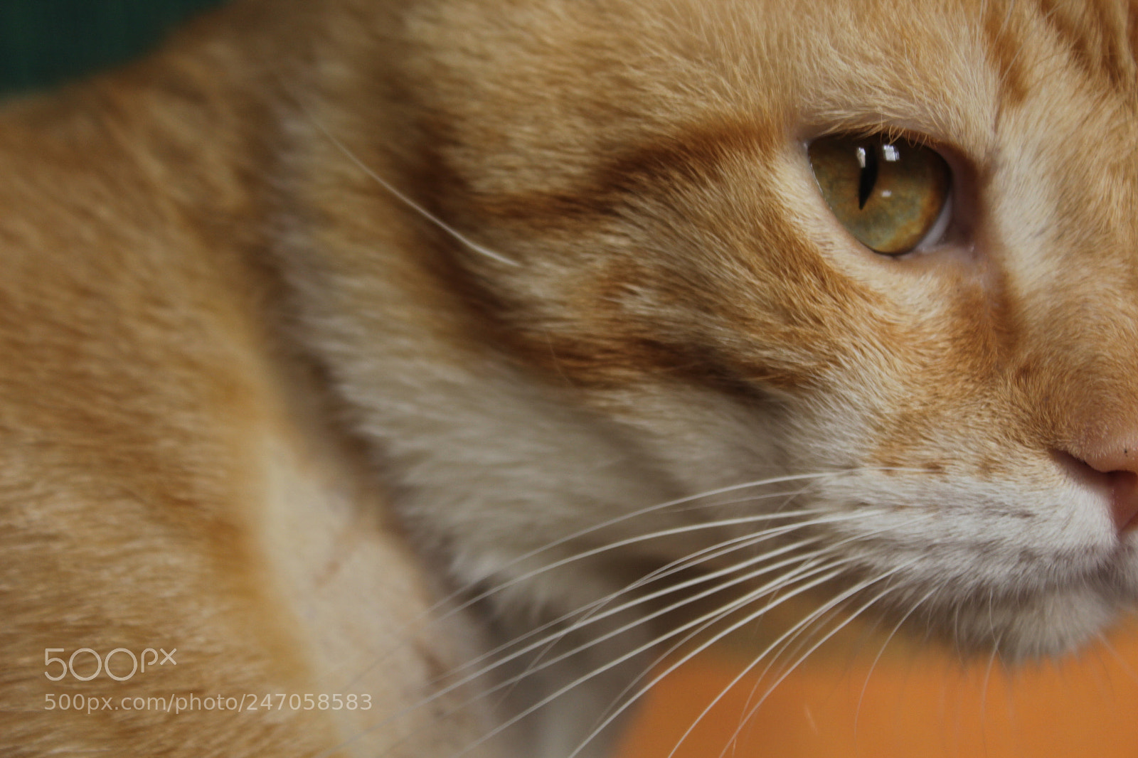 Canon EOS 1300D (EOS Rebel T6 / EOS Kiss X80) sample photo. It's in your eyes photography