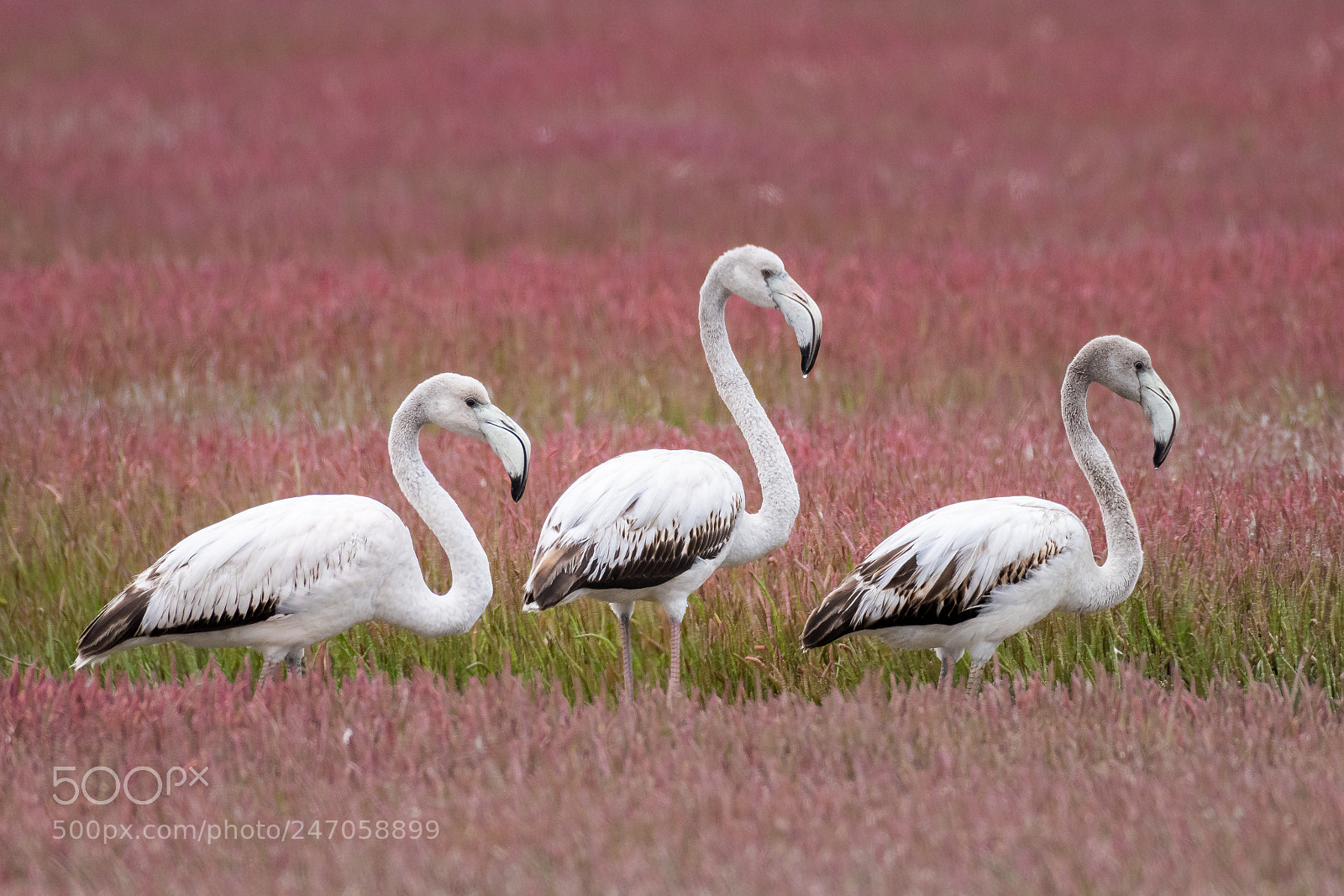Nikon D850 sample photo. Young flamingos, namibia photography