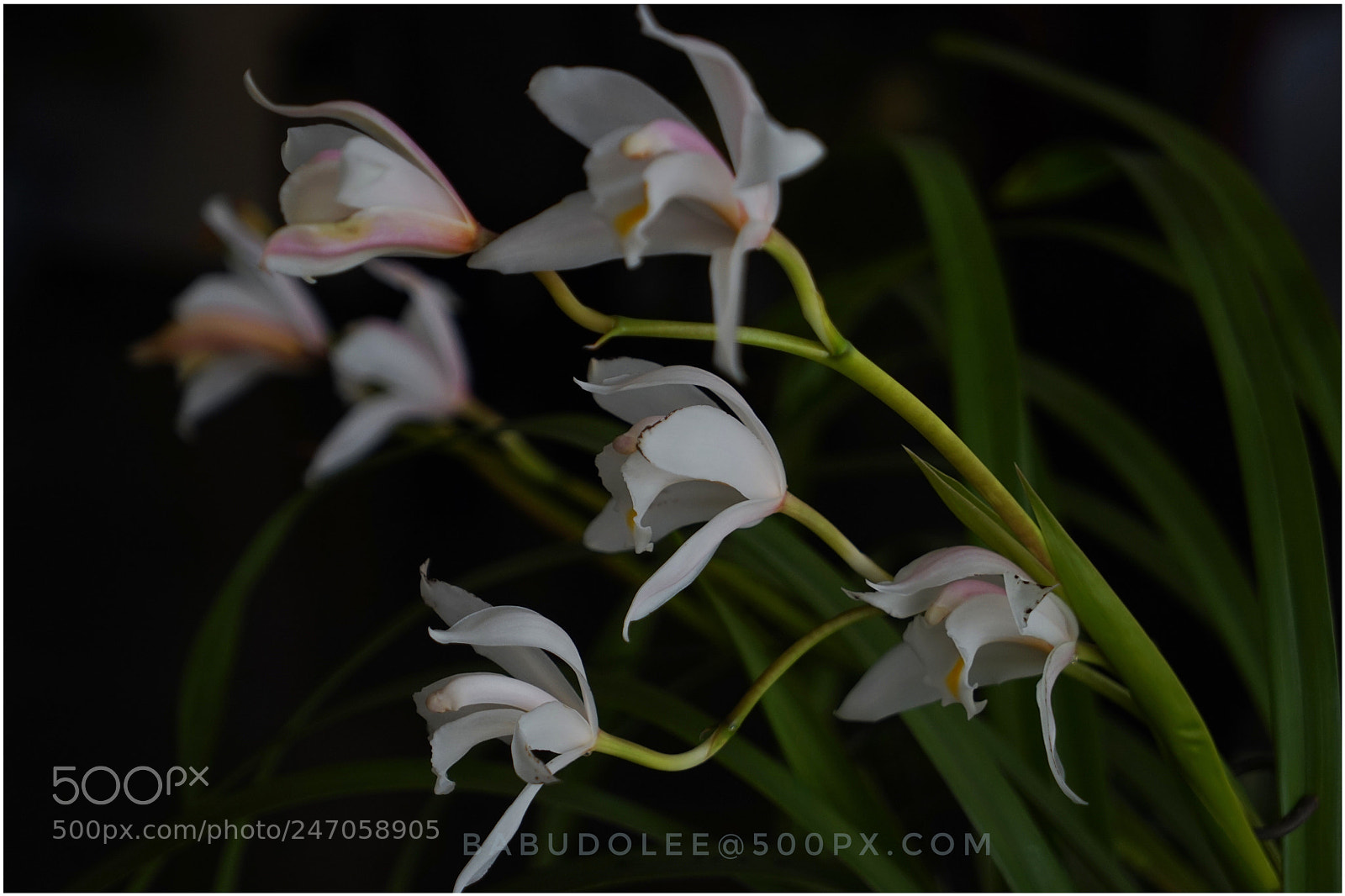 Sony a7 sample photo. Orchid photography
