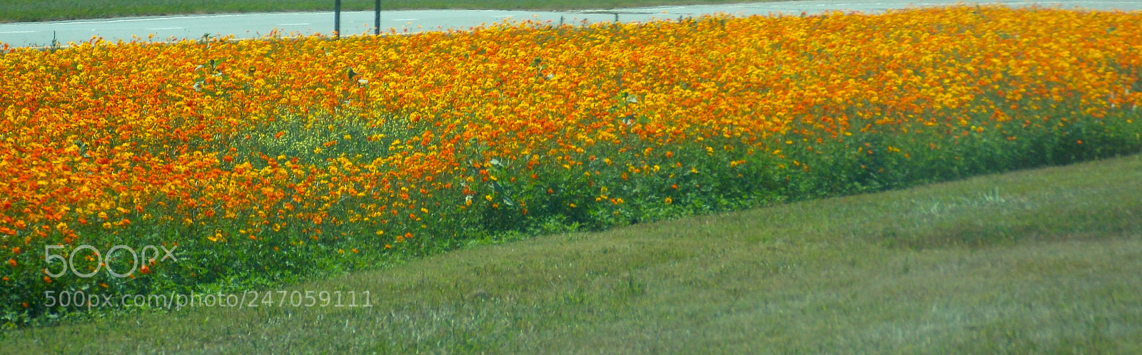 Nikon Coolpix L810 sample photo. North carolina highway wild photography