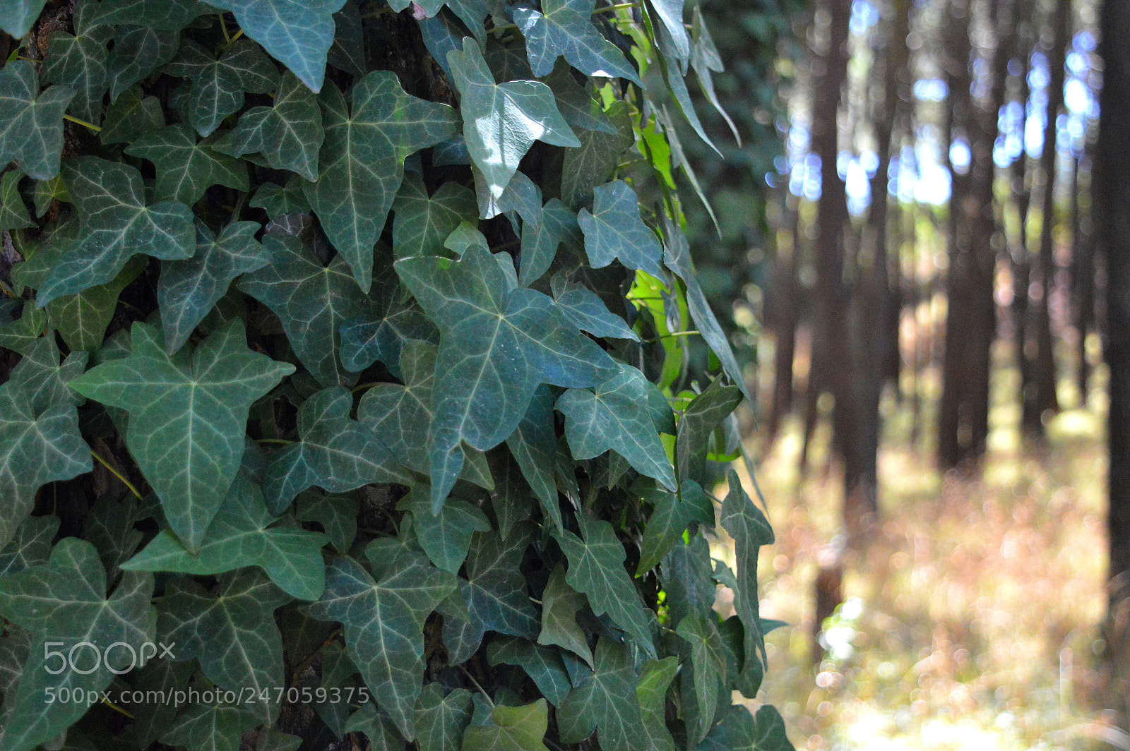 Nikon D3200 sample photo. Hiedra photography