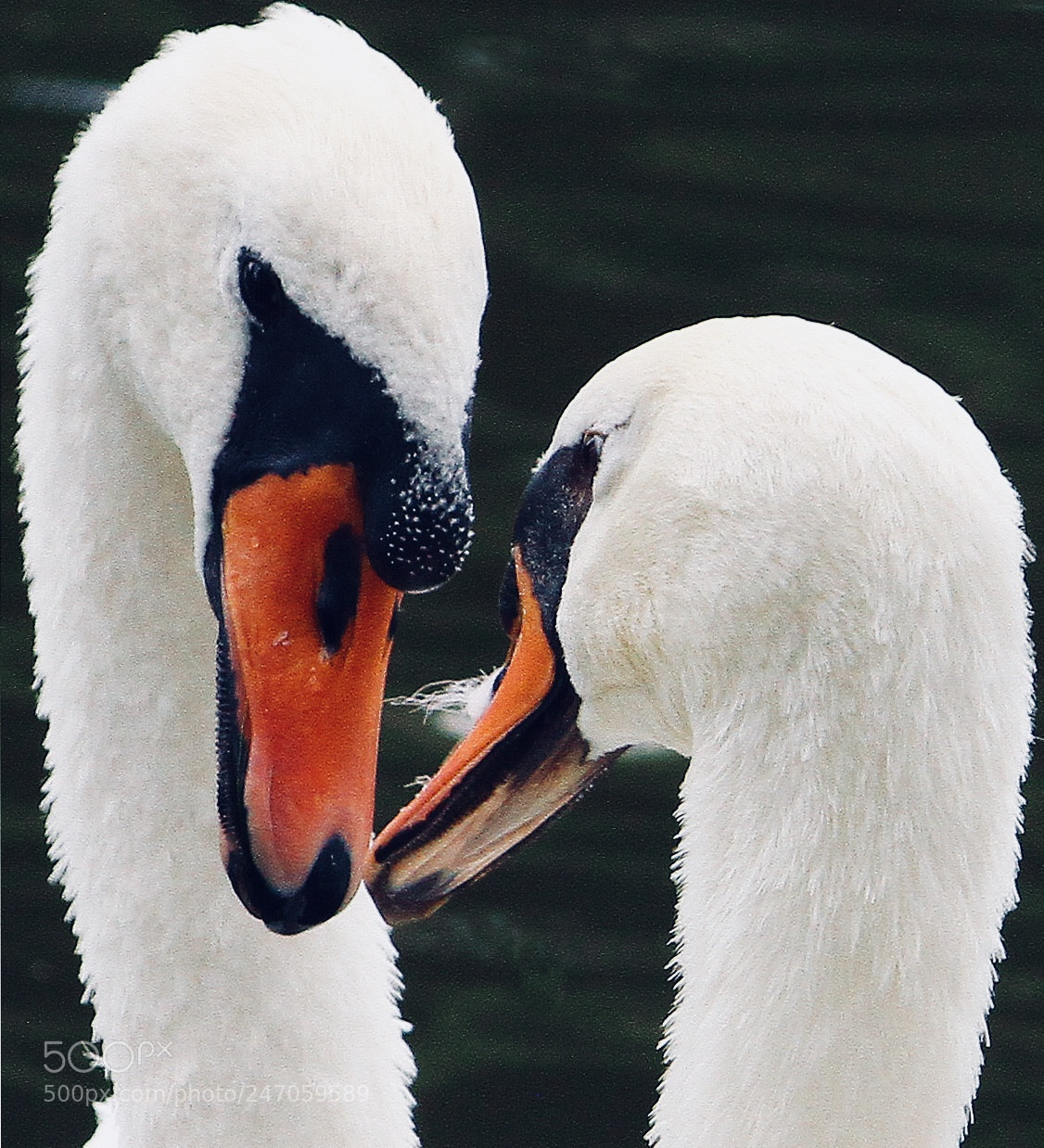 Canon EOS 7D sample photo. Love photography