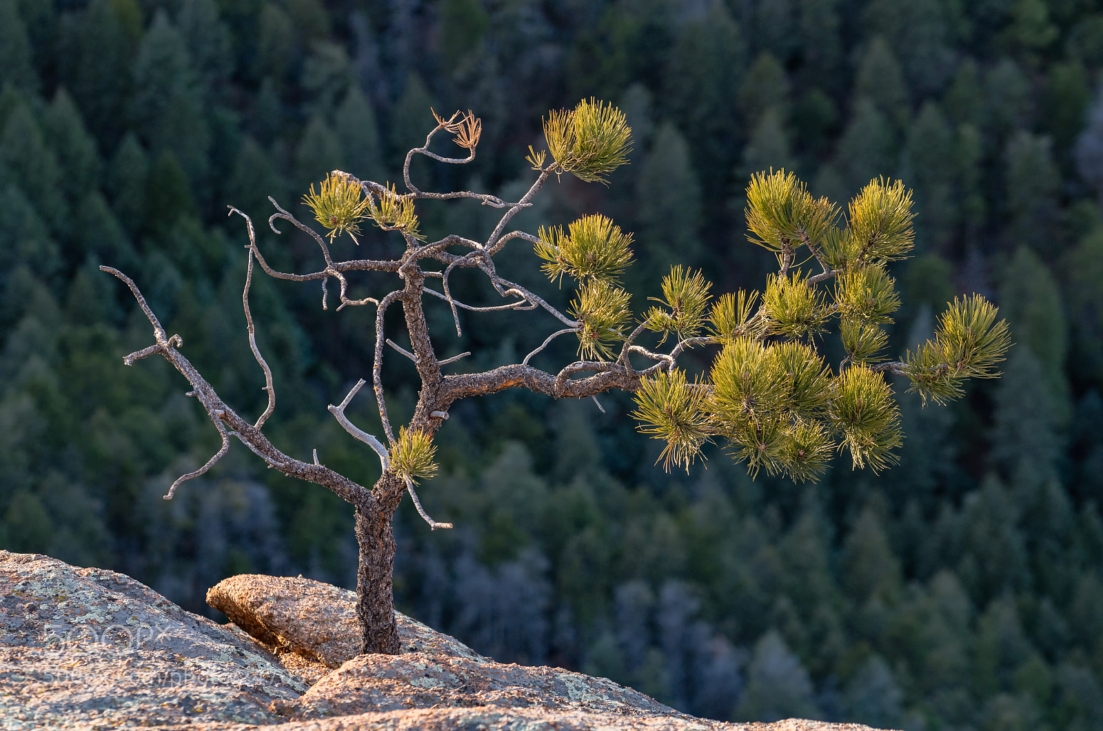 Sony a7R III sample photo. Growing aspiration photography