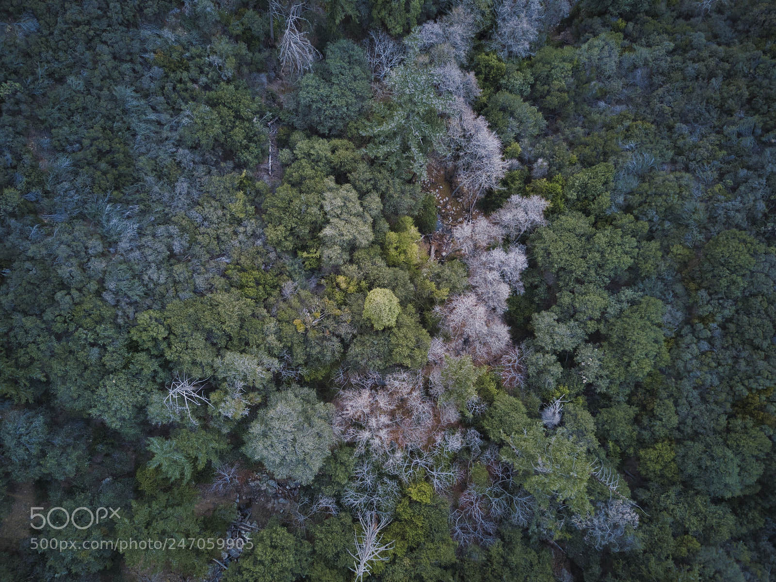 DJI FC220 sample photo. San bernardino national forest photography
