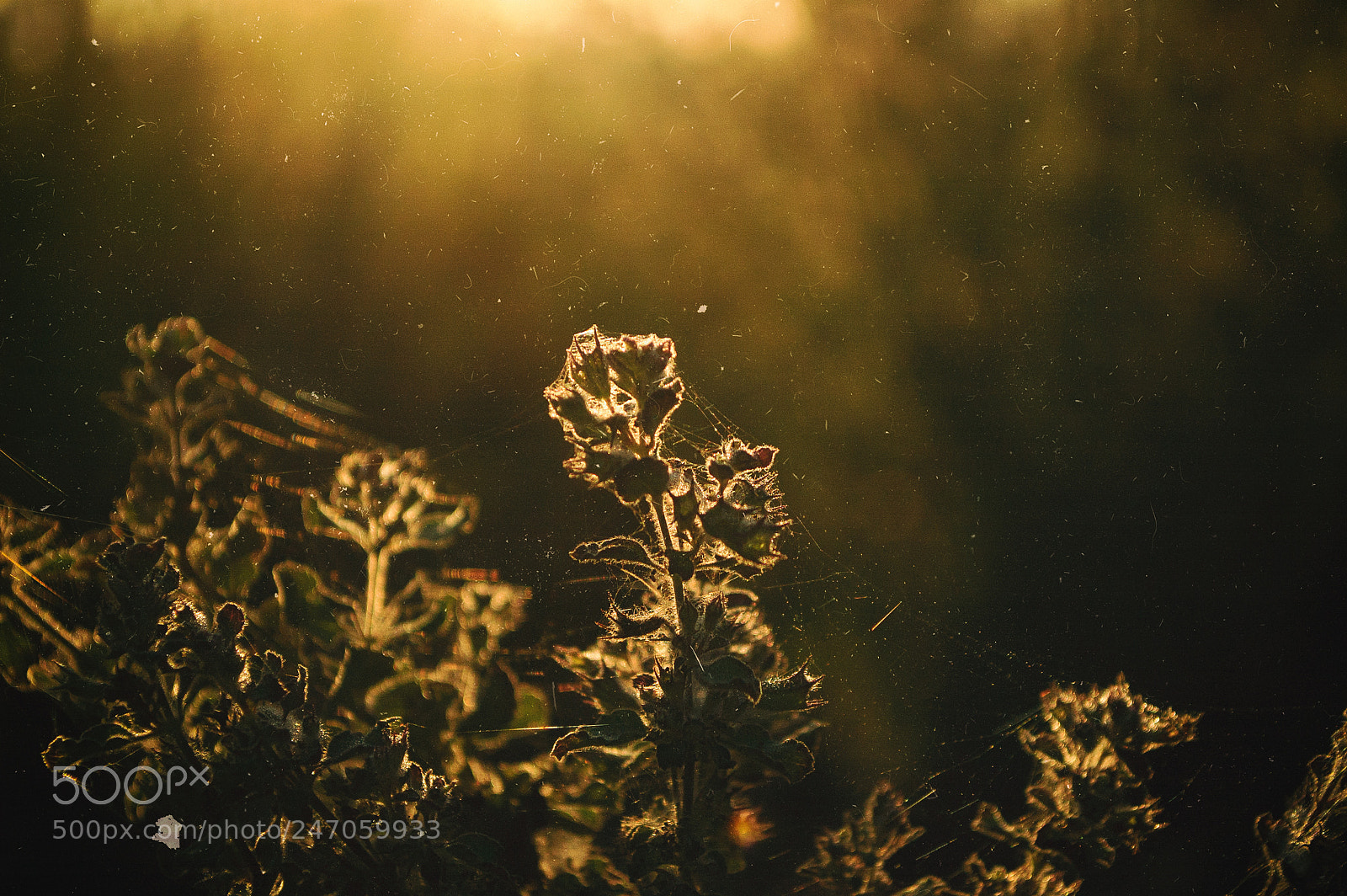 Nikon D70 sample photo. Nature and sunrise #2 photography