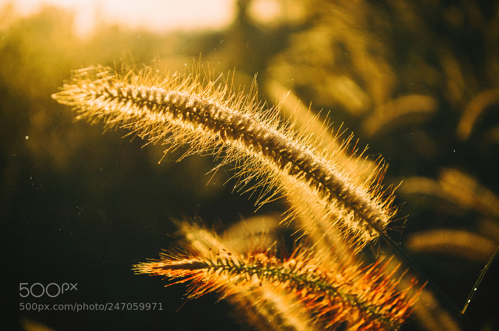 Nikon D70 sample photo. Nature and sunrise #3 photography