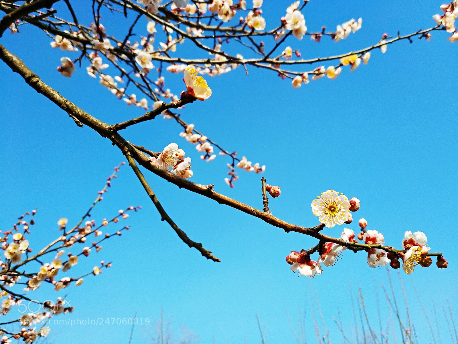 Xiaomi MIX 2 sample photo. Red plum blossom, 6 photography