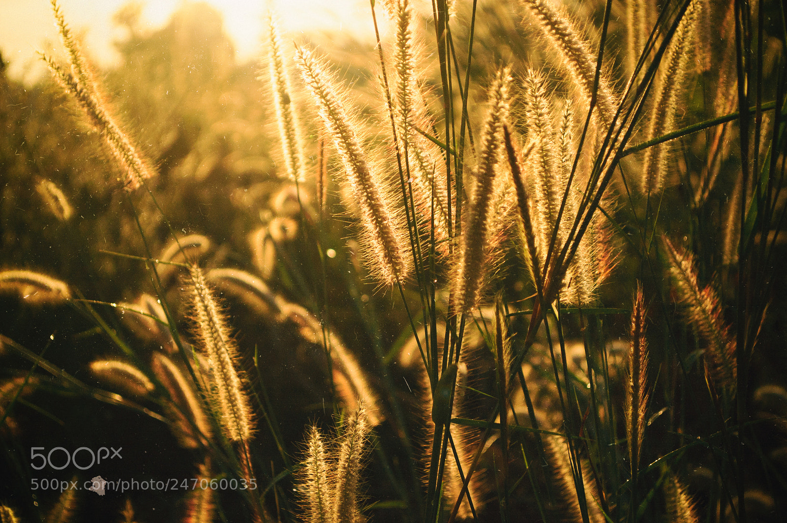 Nikon D70 sample photo. Nature and sunrise #4 photography