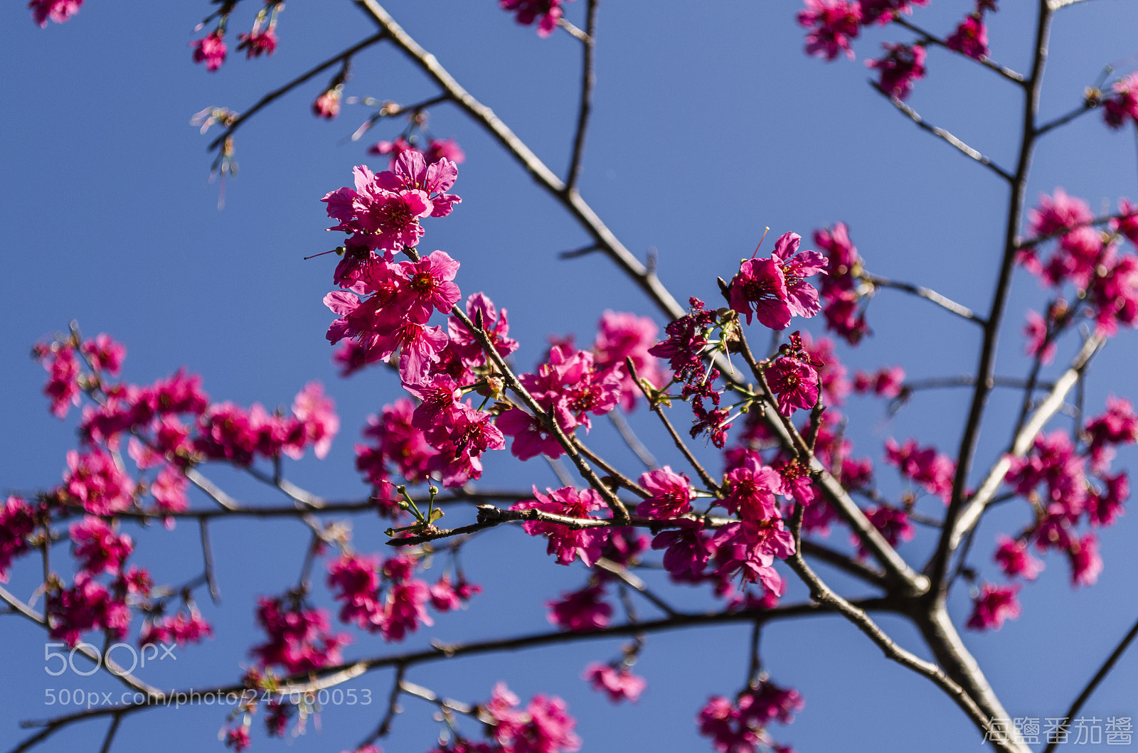 Nikon D5100 sample photo. Plum blossom photography