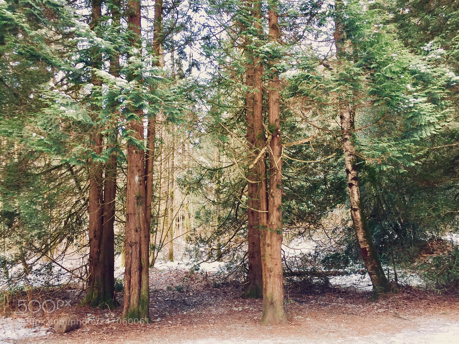 Apple iPhone 6 sample photo. Winter trees photography