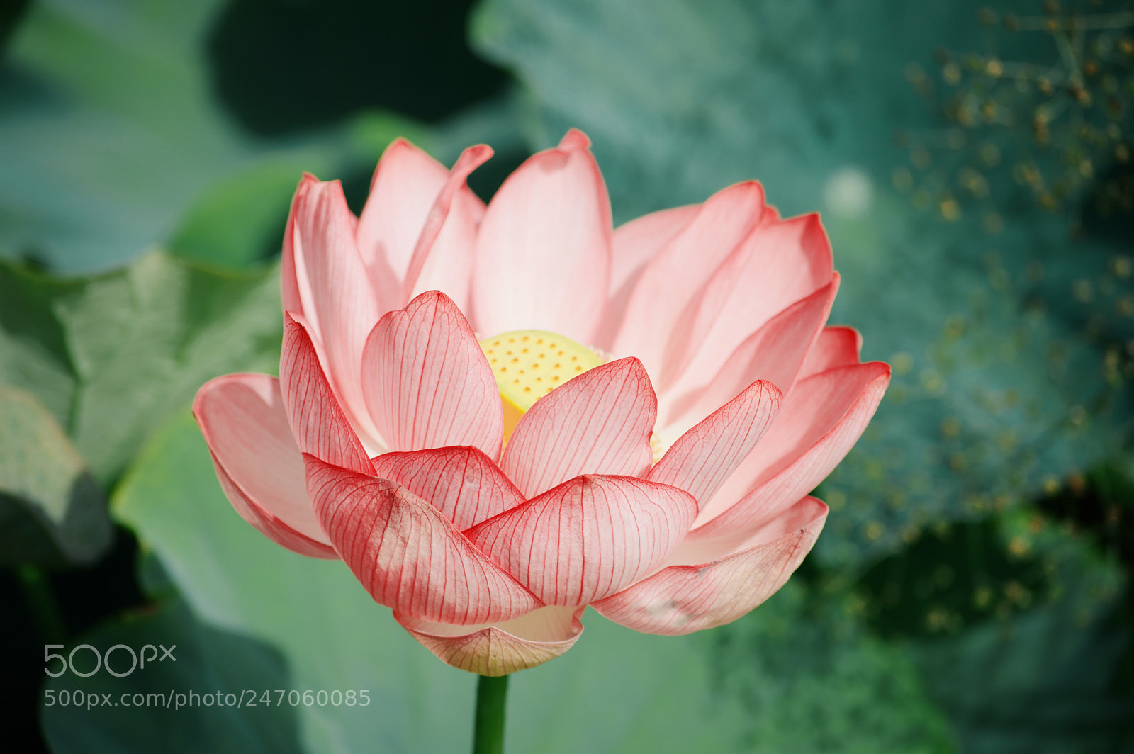 Nikon D3200 sample photo. A gentle lotus photography