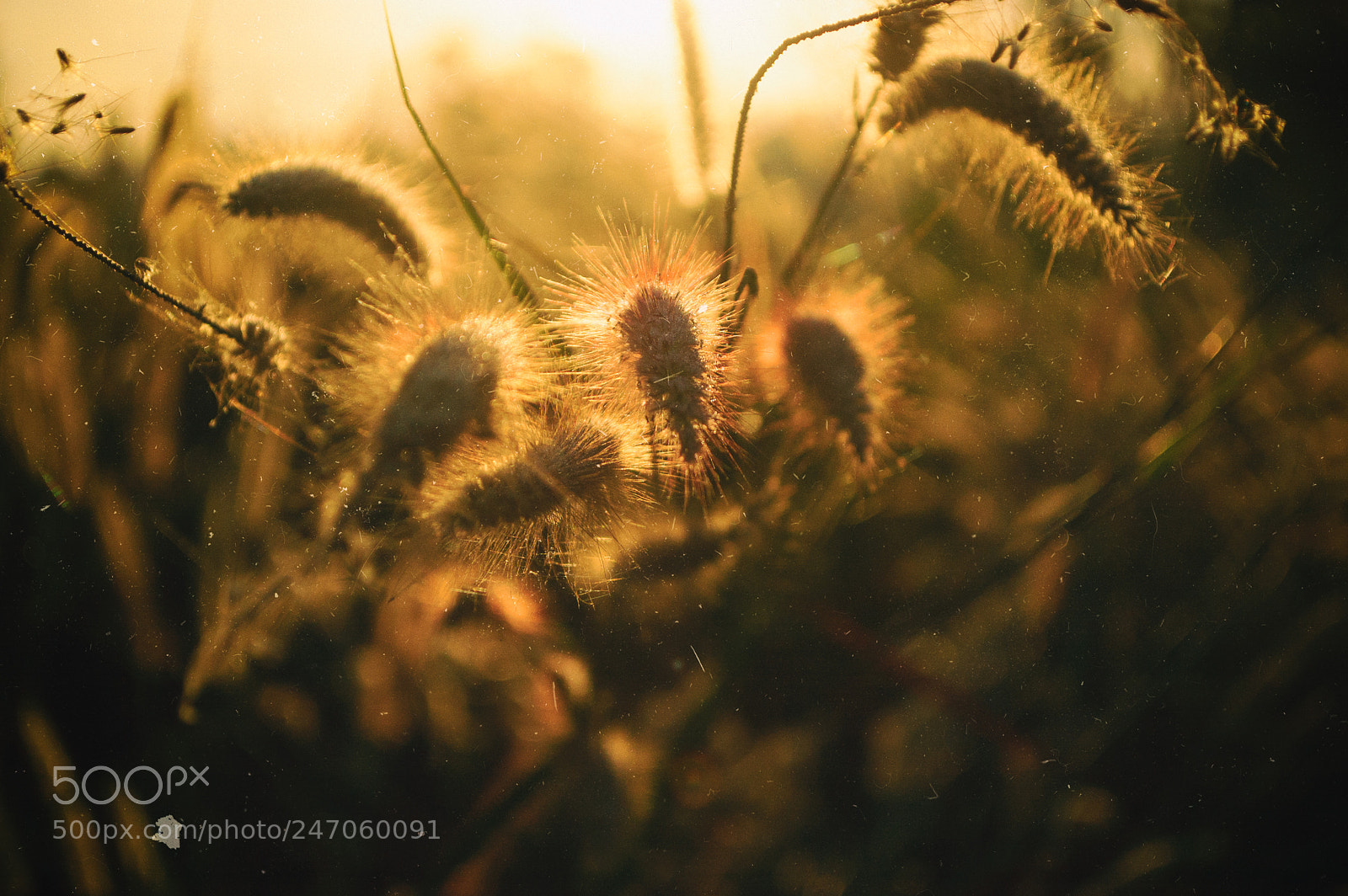 Nikon D70 sample photo. Nature and sunrise #5 photography
