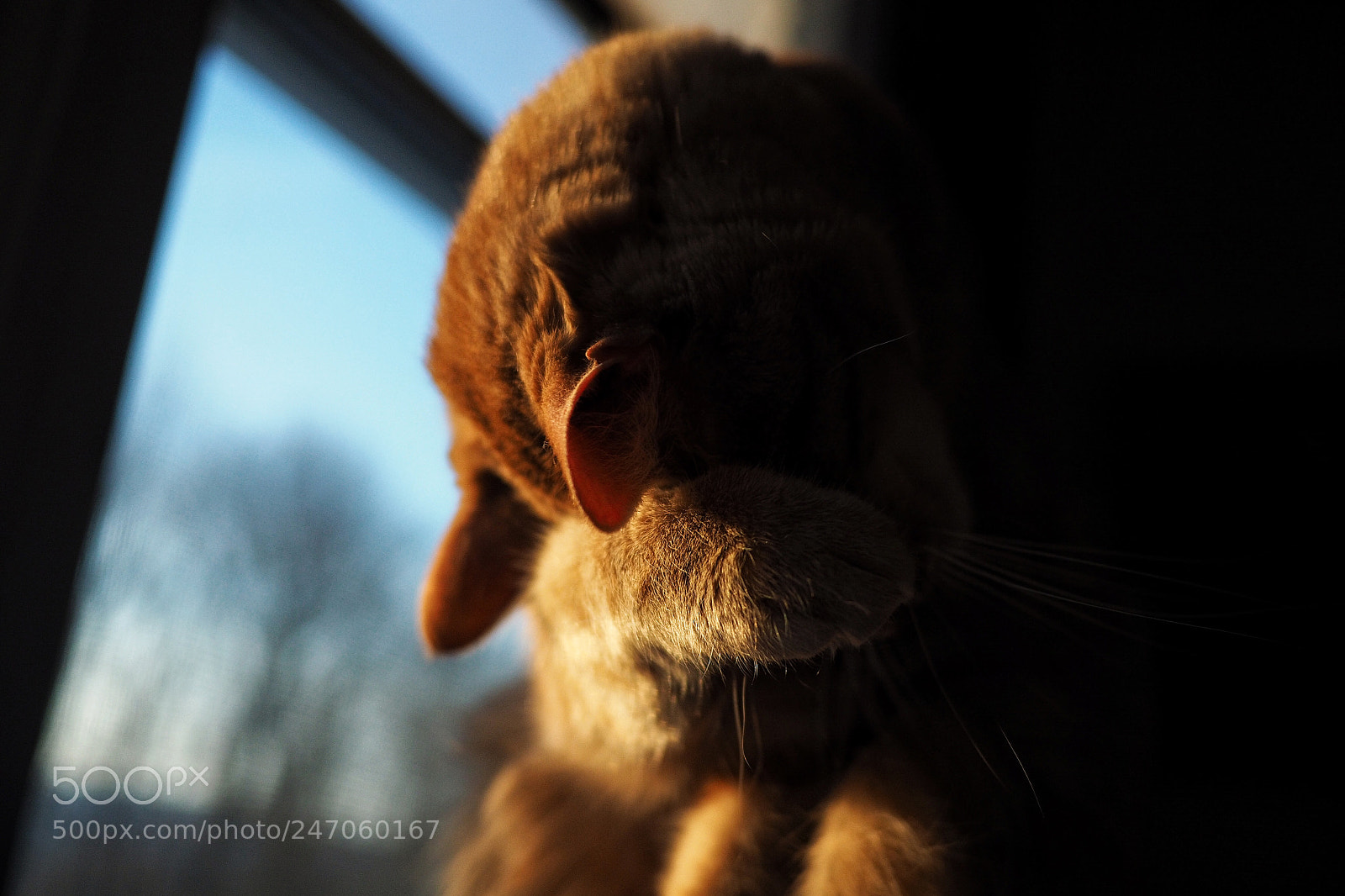 Olympus OM-D E-M10 II sample photo. Sunspot photography