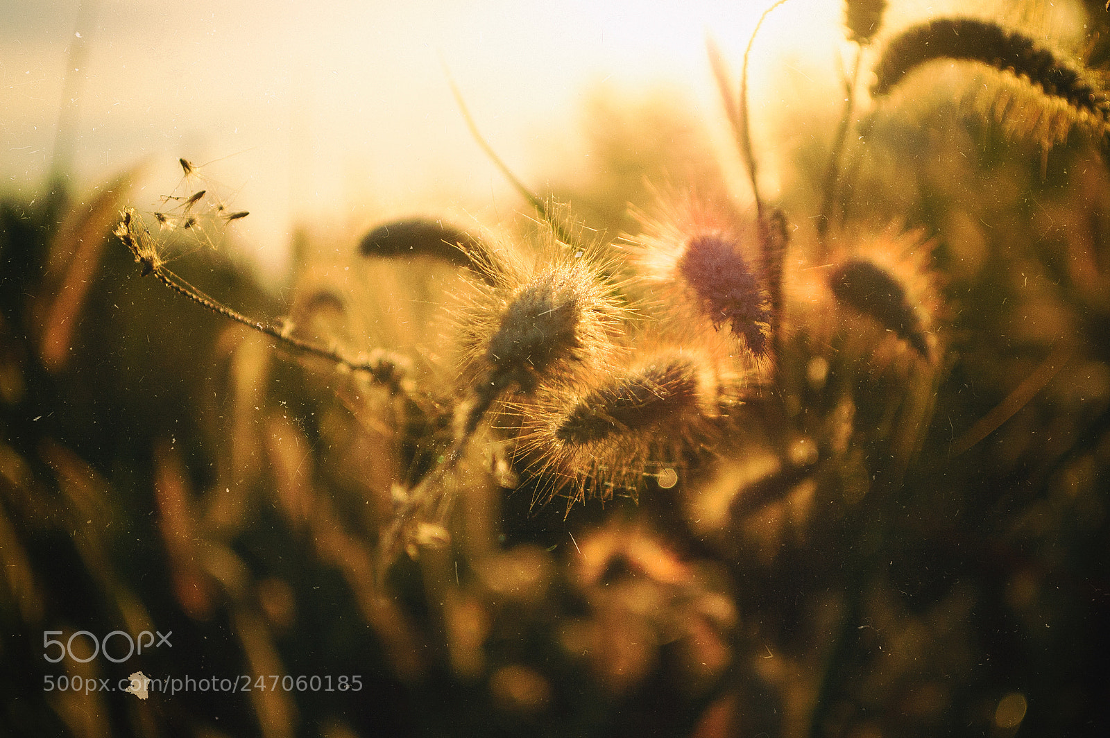 Nikon D70 sample photo. Nature and sunrise #6 photography