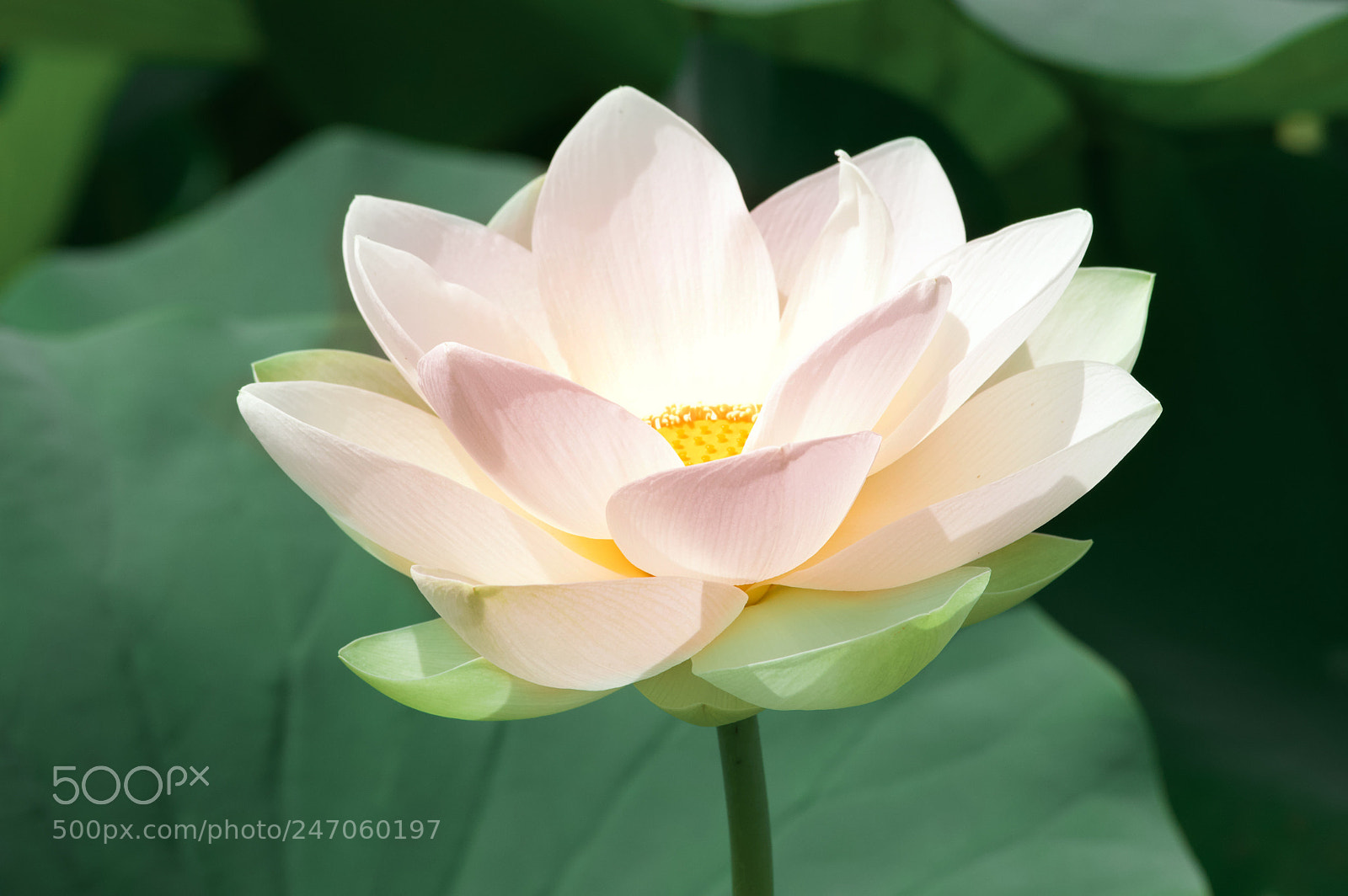 Nikon D3200 sample photo. Pink and yellow photography