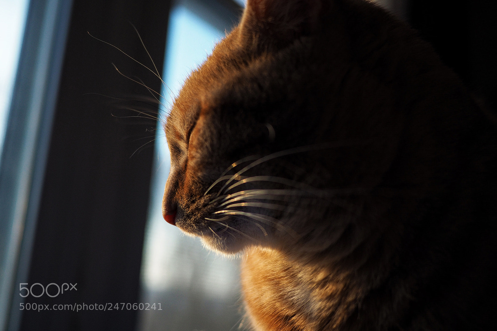 Olympus OM-D E-M10 II sample photo. Profile photography