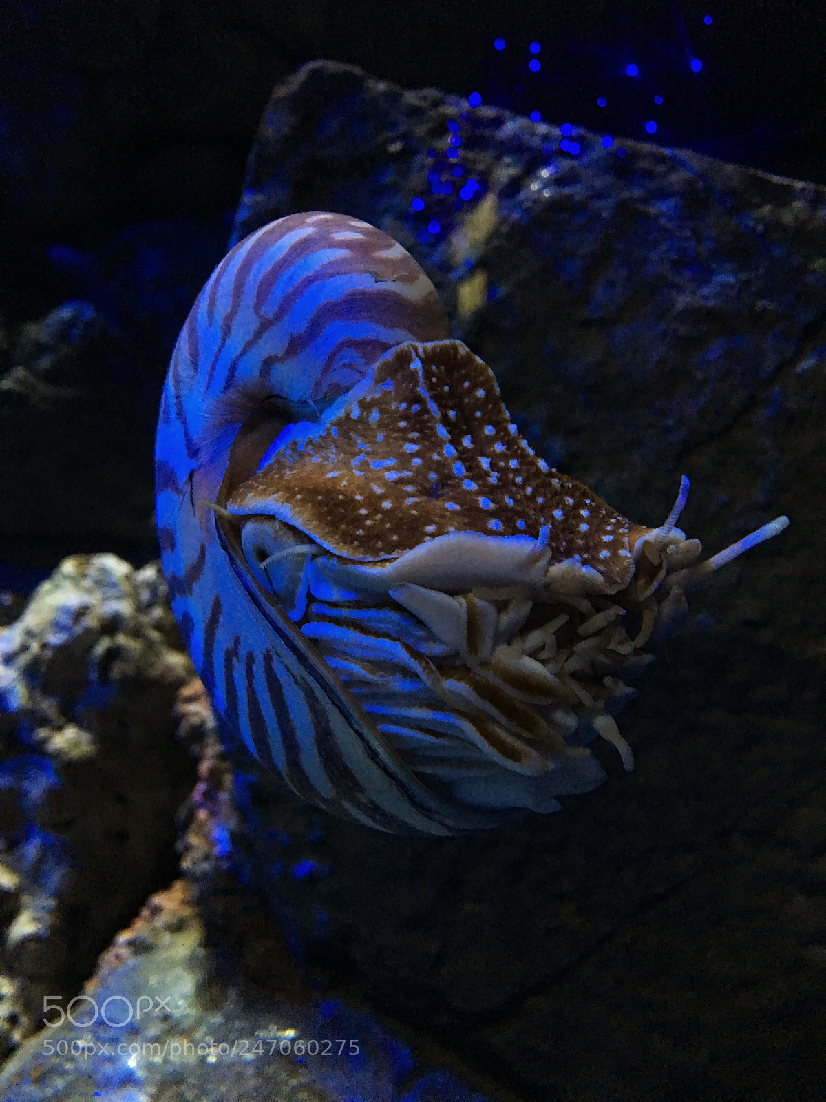Apple iPhone 6s Plus sample photo. At sea aquarium, singapore photography
