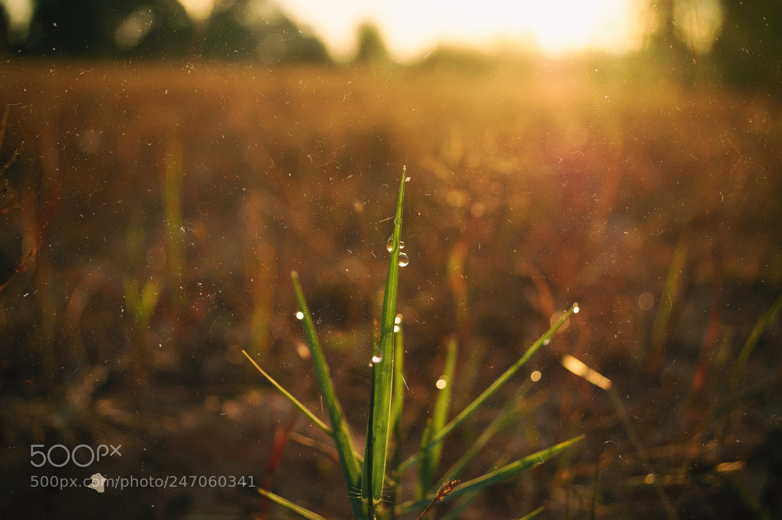 Nikon D70 sample photo. Nature and sunrise #8 photography