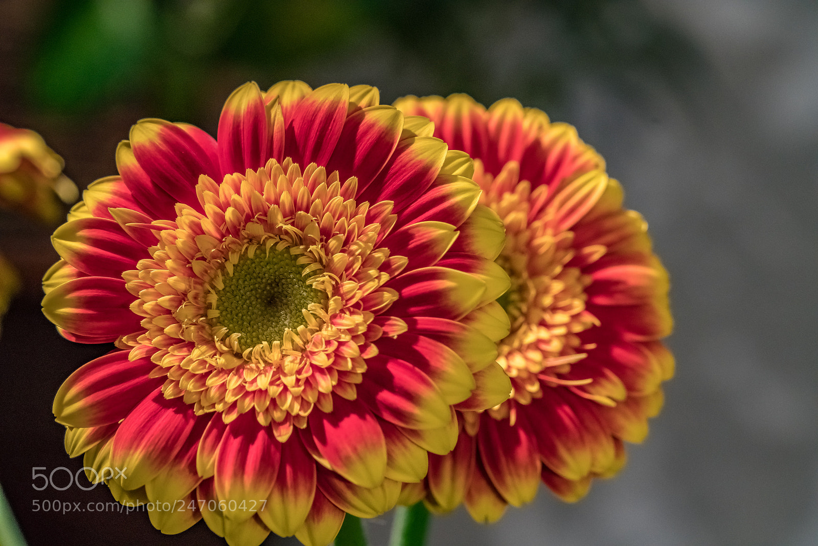 Sony a7R II sample photo. Pair of gerbers photography