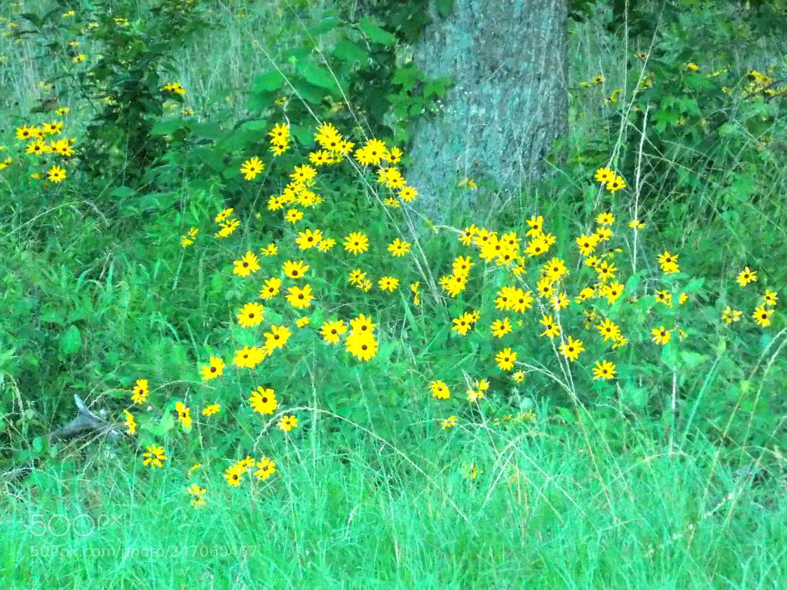 Nikon Coolpix L810 sample photo. Oh for spring photography