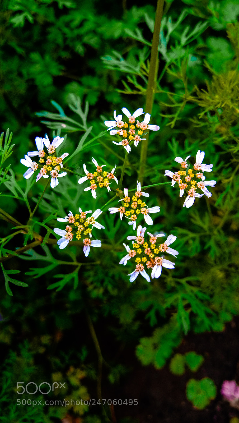 vivo 1601 sample photo. Flower photography