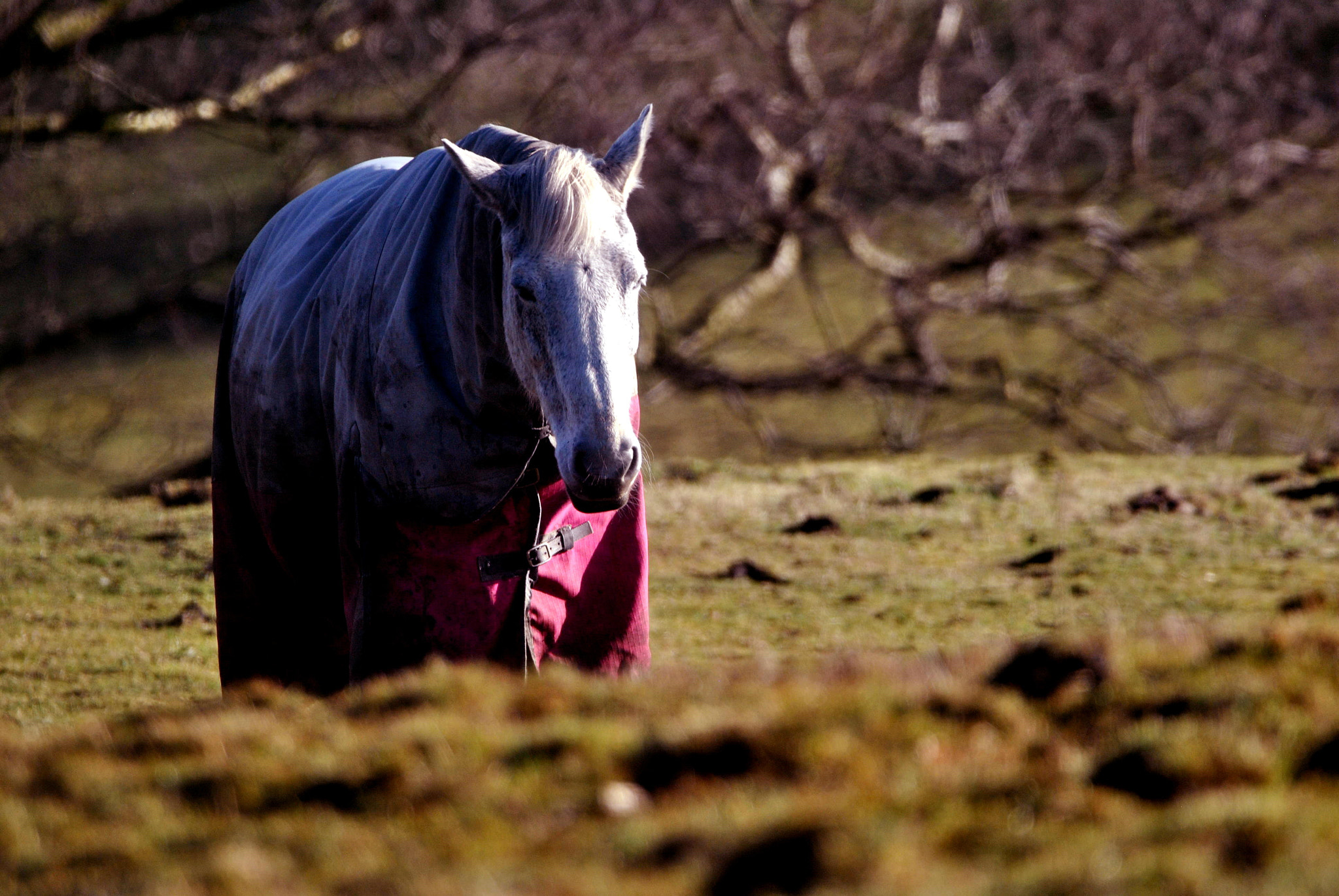 Sigma 150-600mm F5-6.3 DG OS HSM | C sample photo. In  a  sea   of  green photography