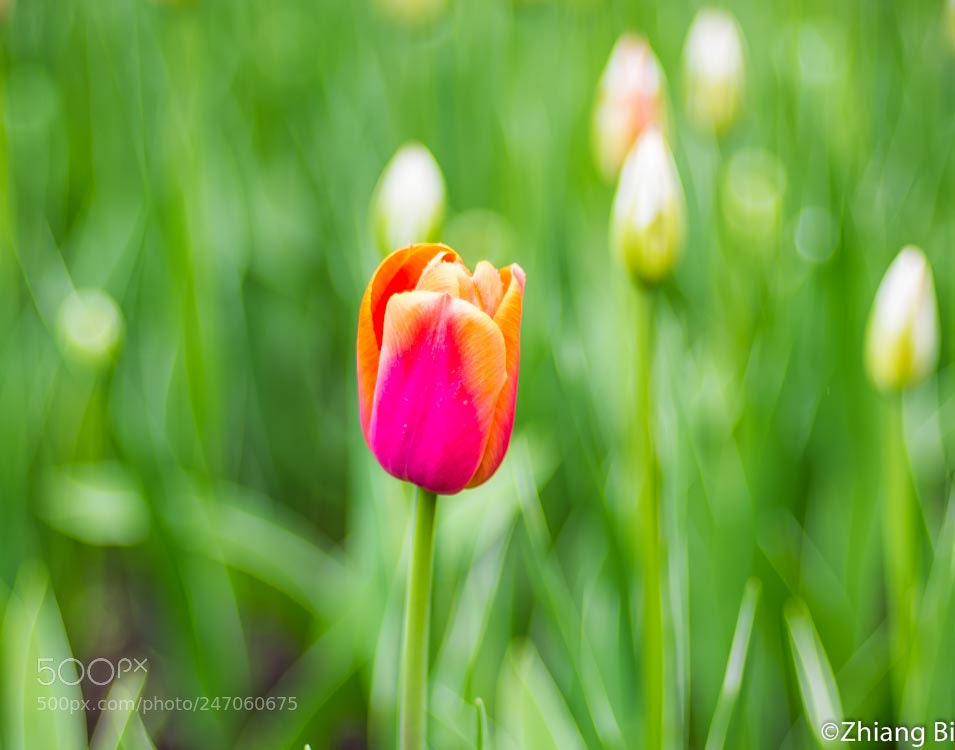 Nikon D610 sample photo. Tulip photography