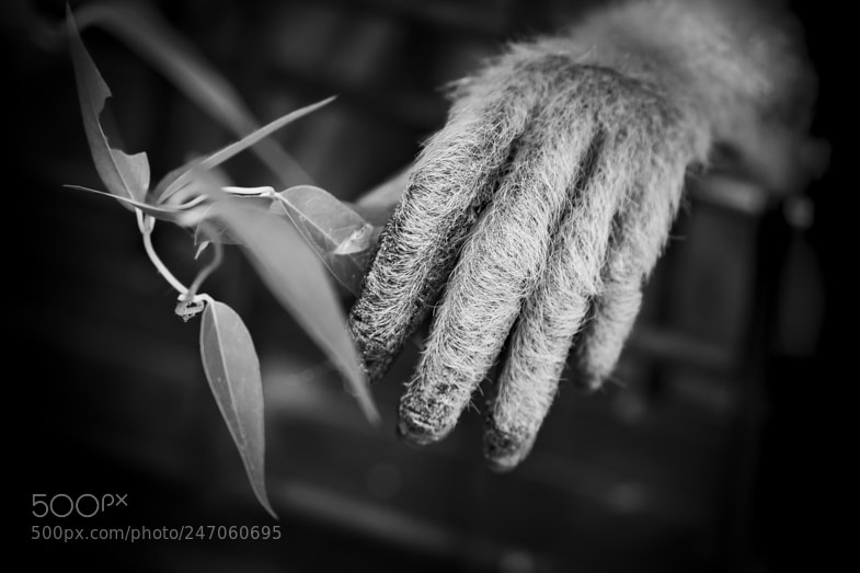Canon EOS-1D X sample photo. Sad hand photography