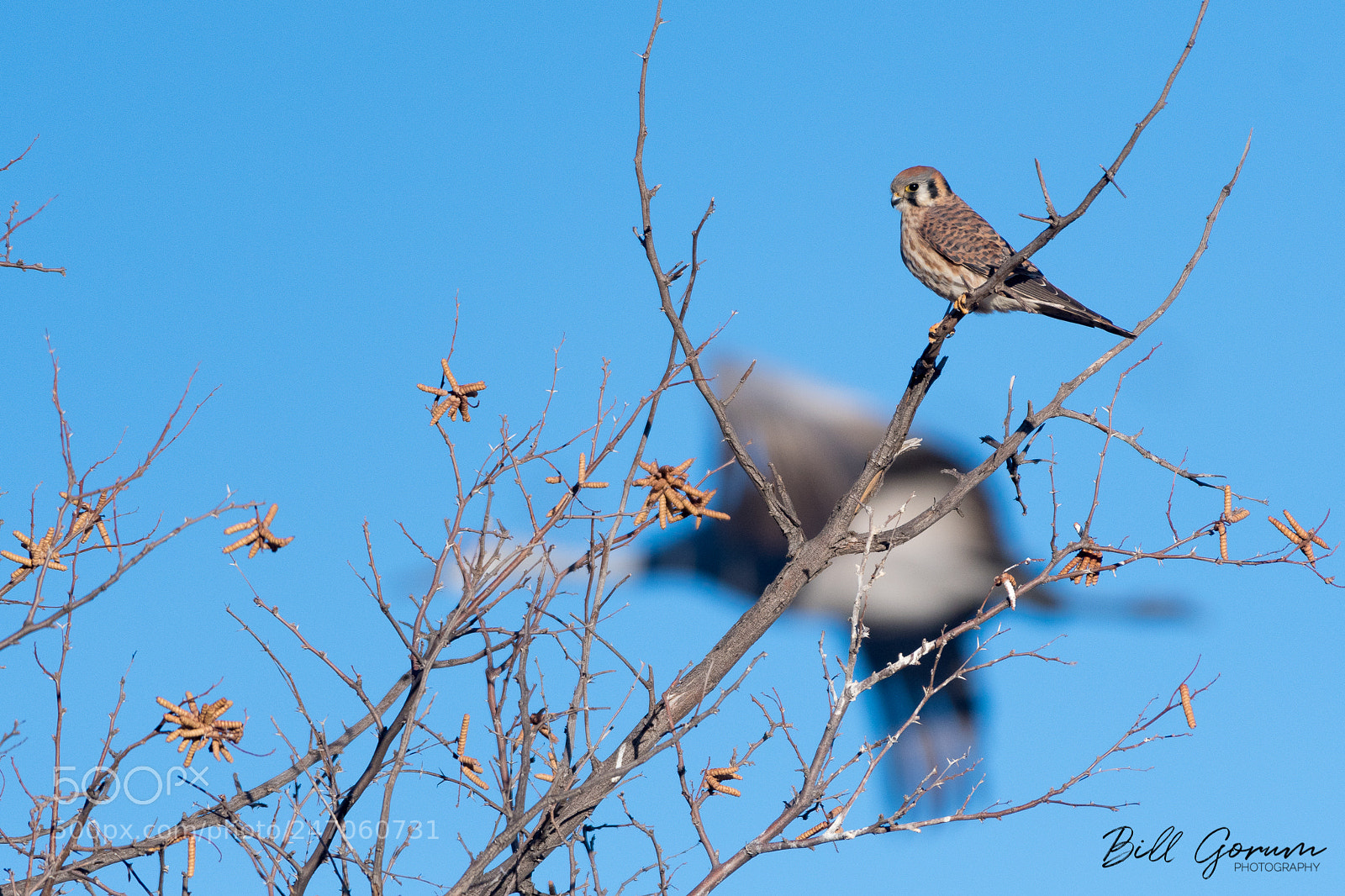 Nikon D500 sample photo. American kestrel watching a photography
