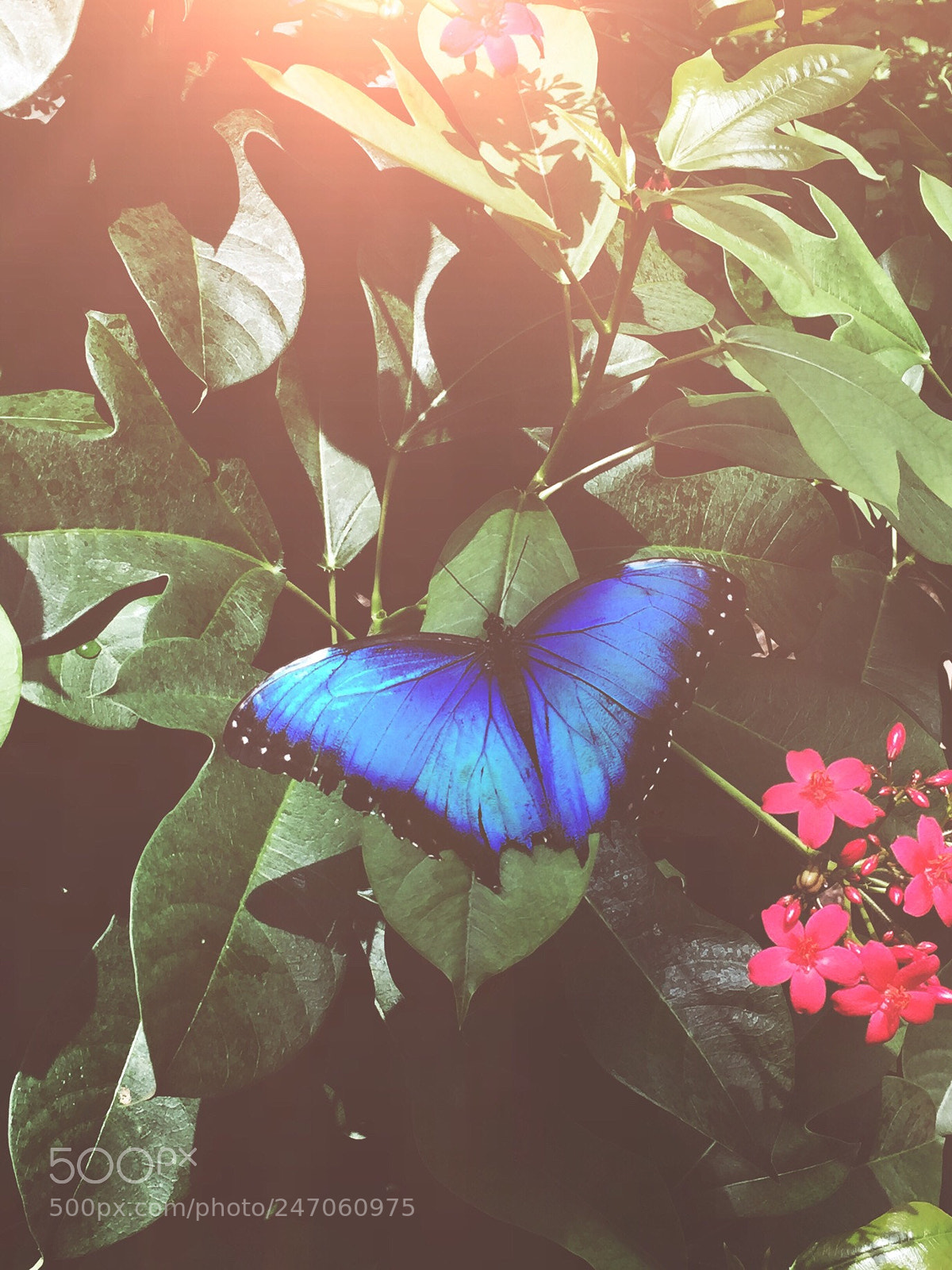 Apple iPhone 6 sample photo. Blue butterfly! photography