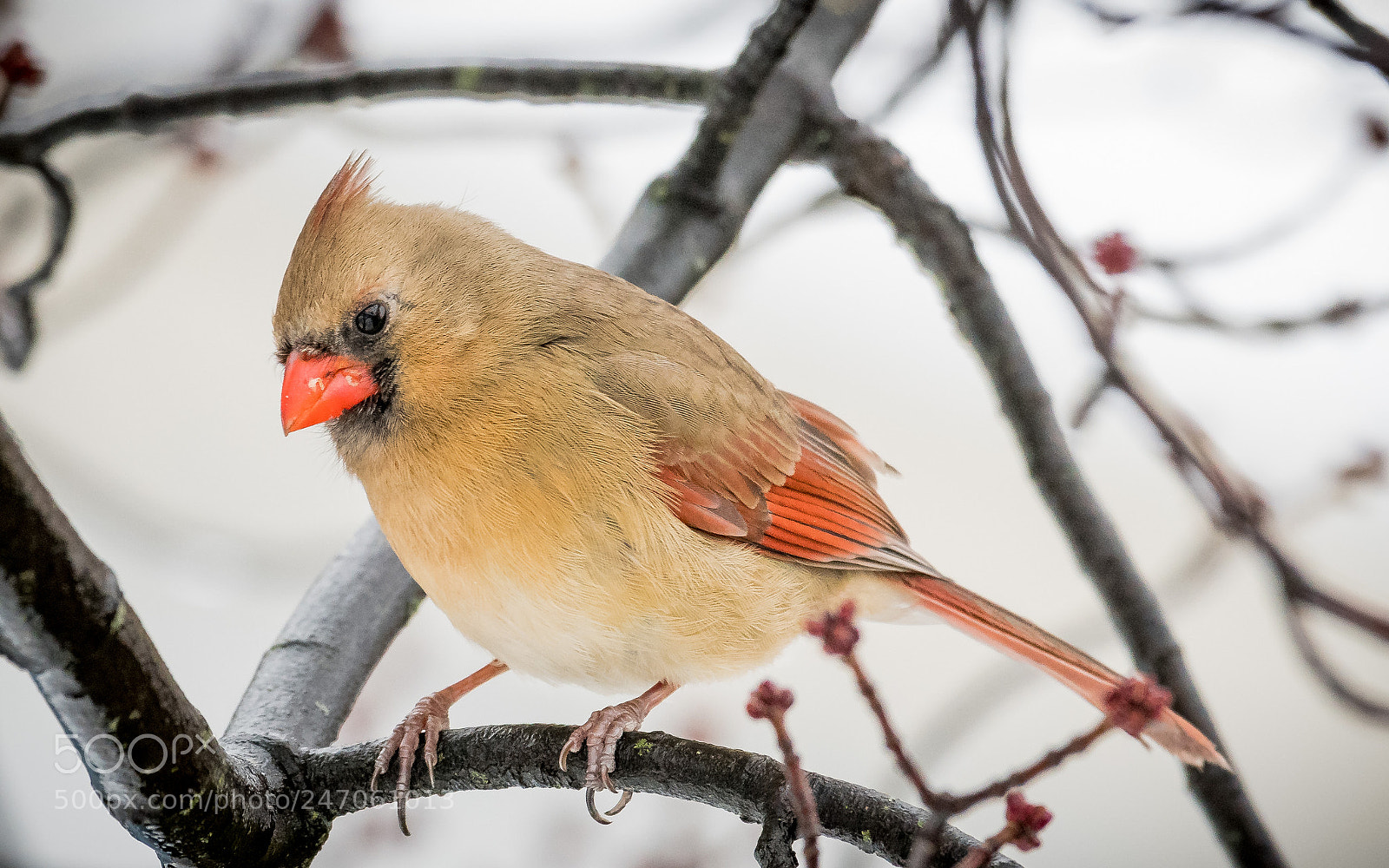 Nikon D500 sample photo. Orange nose photography