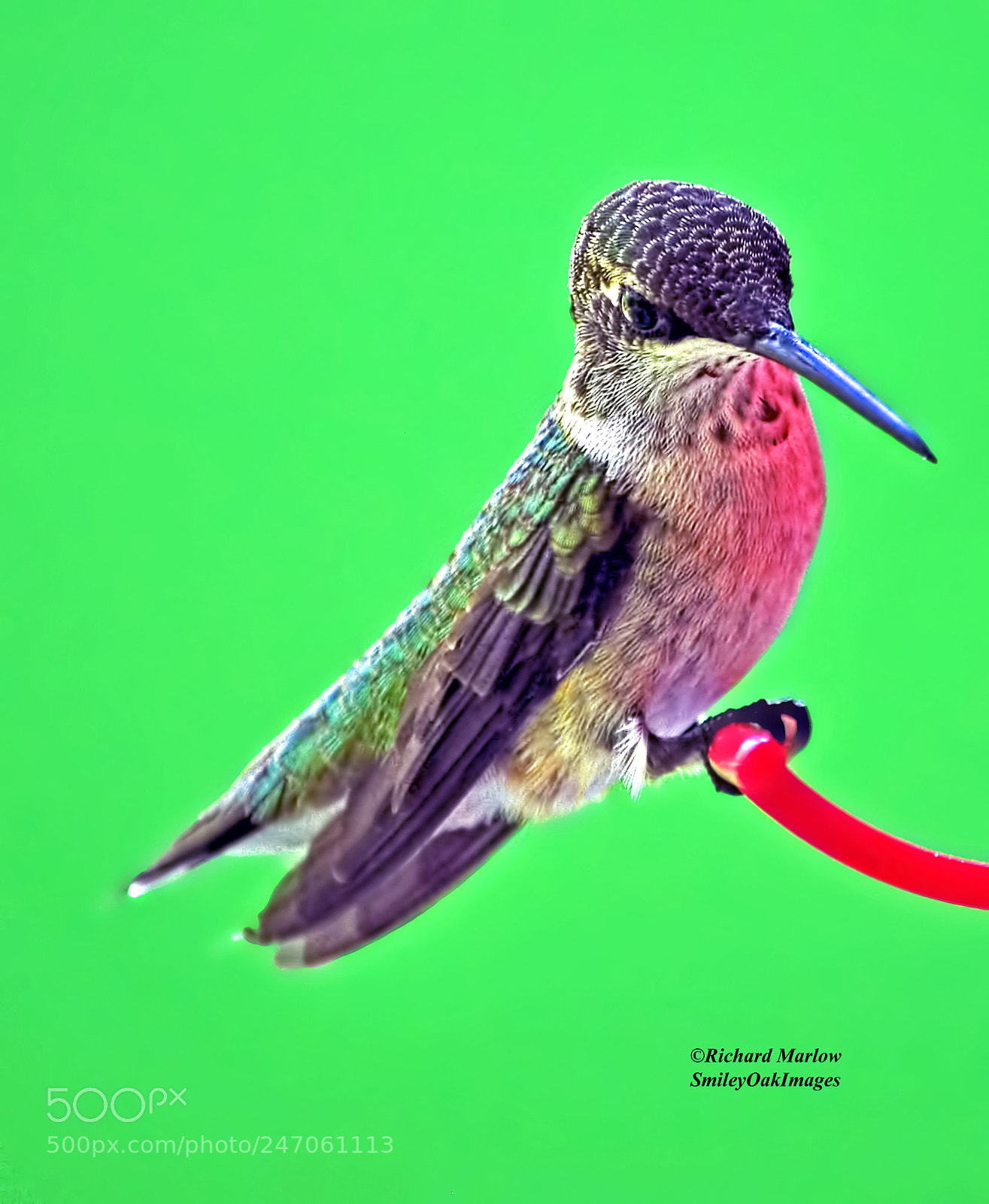 Nikon D5000 sample photo. Hummingbird photography