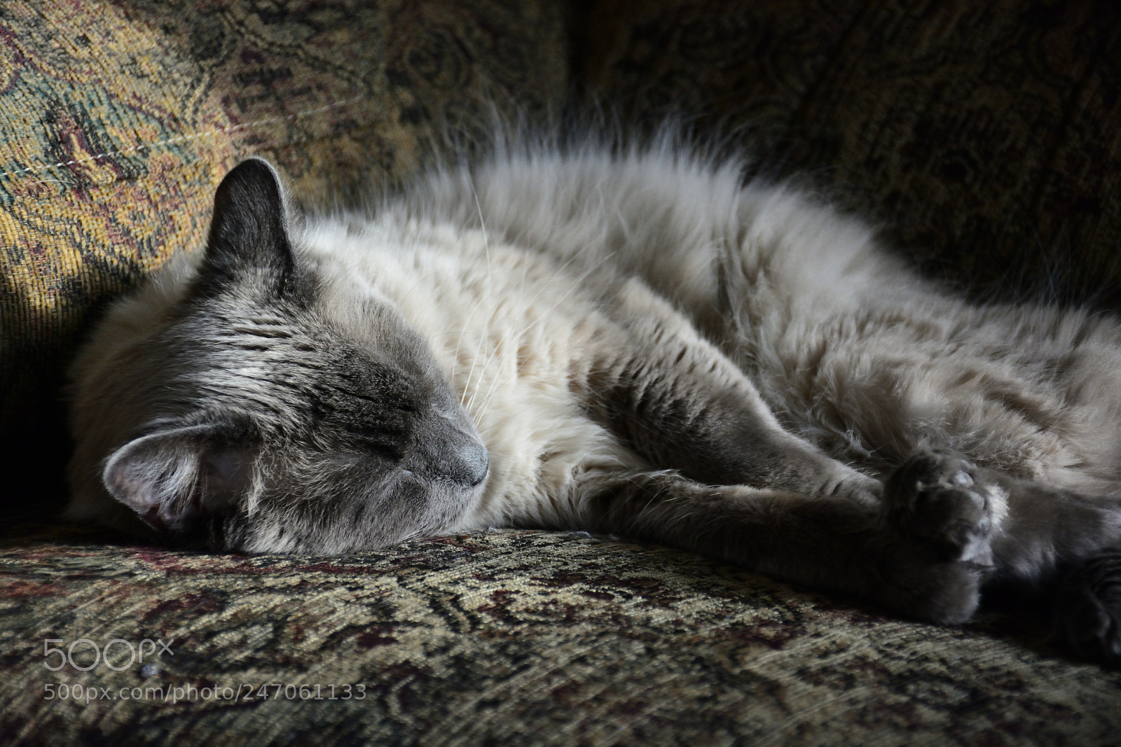 Nikon D7100 sample photo. Otter nap 3 photography
