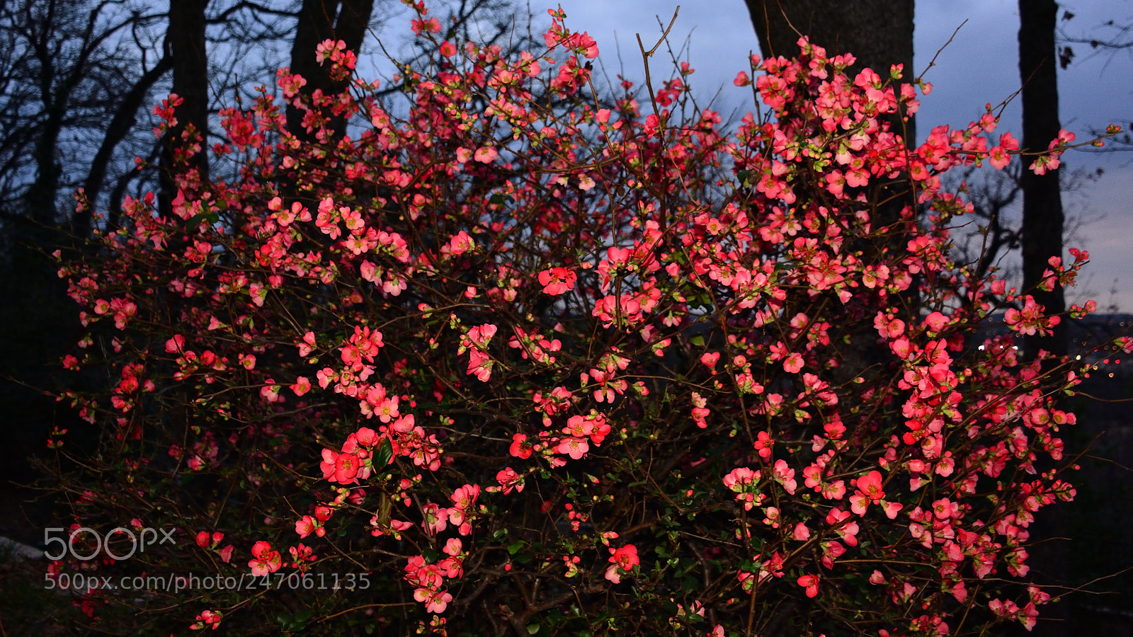 Nikon D7100 sample photo. Flowering quince at dusk photography