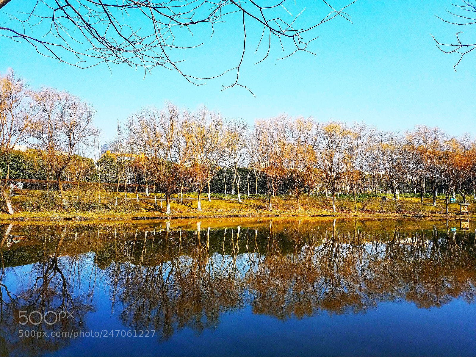 Xiaomi MIX 2 sample photo. Trees on riverside photography