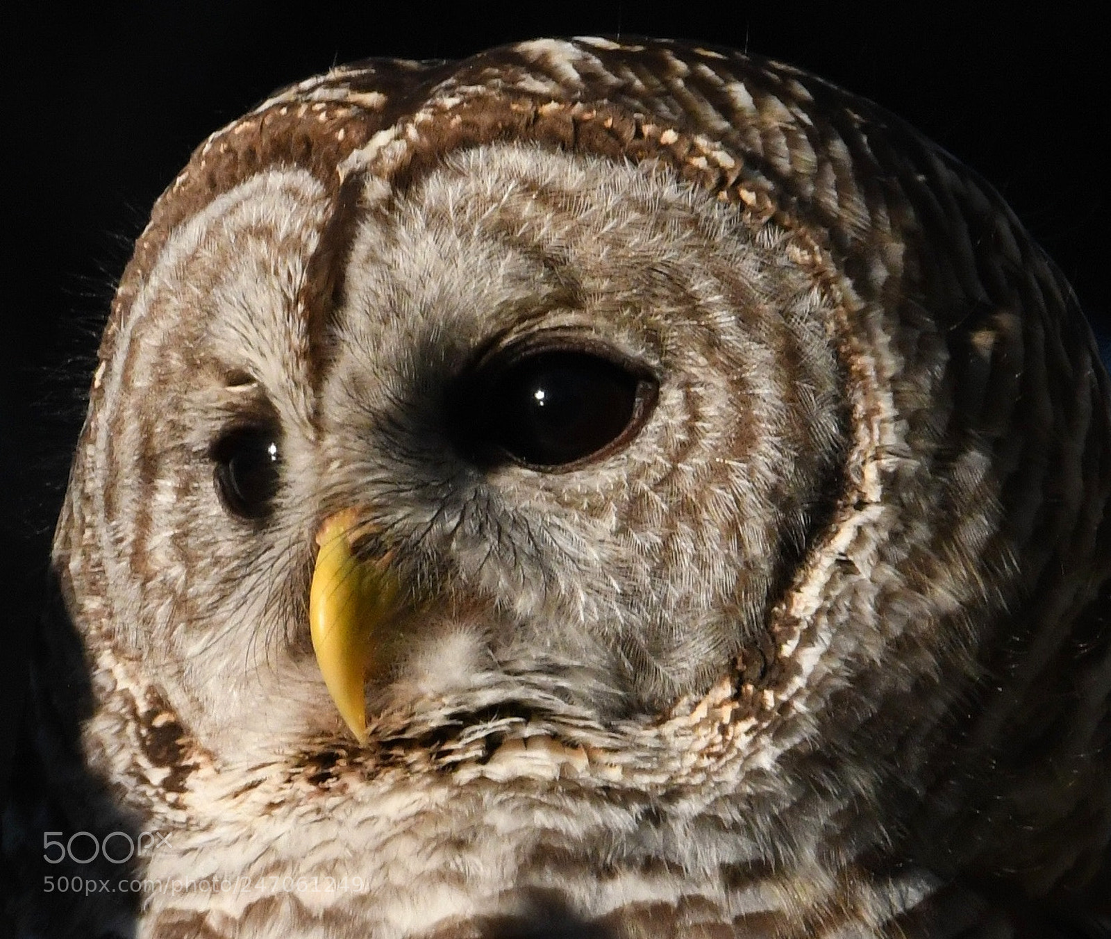 Nikon D500 sample photo. Barred owl photography