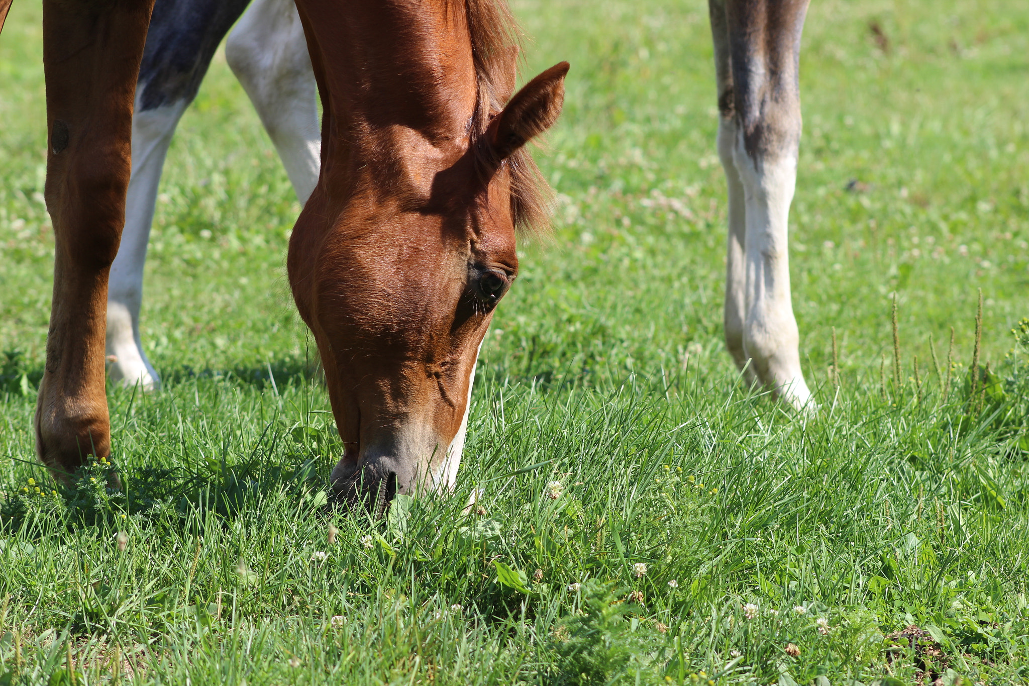 Canon EOS 600D (Rebel EOS T3i / EOS Kiss X5) + EF75-300mm f/4-5.6 sample photo. A peaceful morning photography