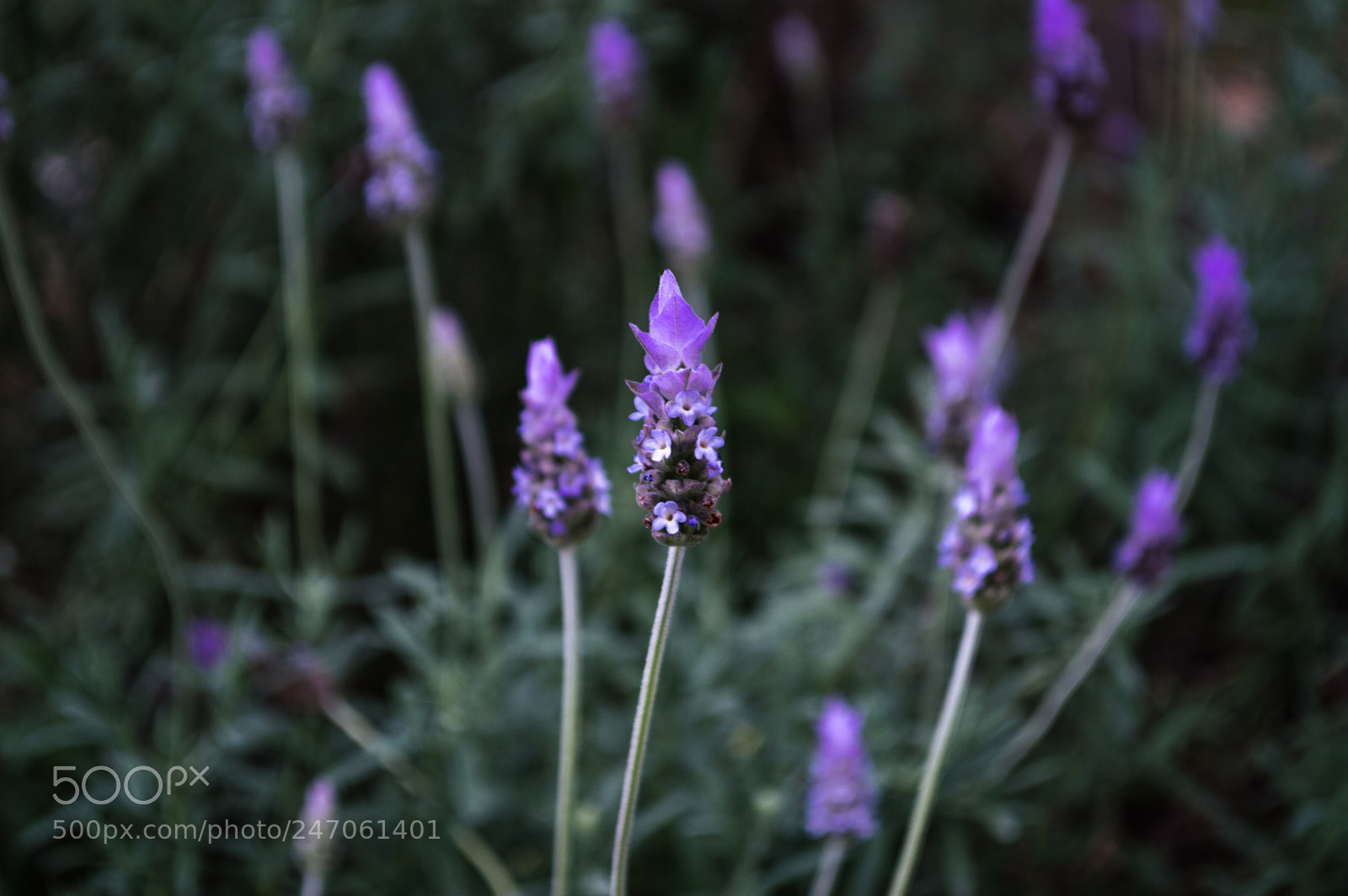 Nikon D3200 sample photo. 3 pasos photography