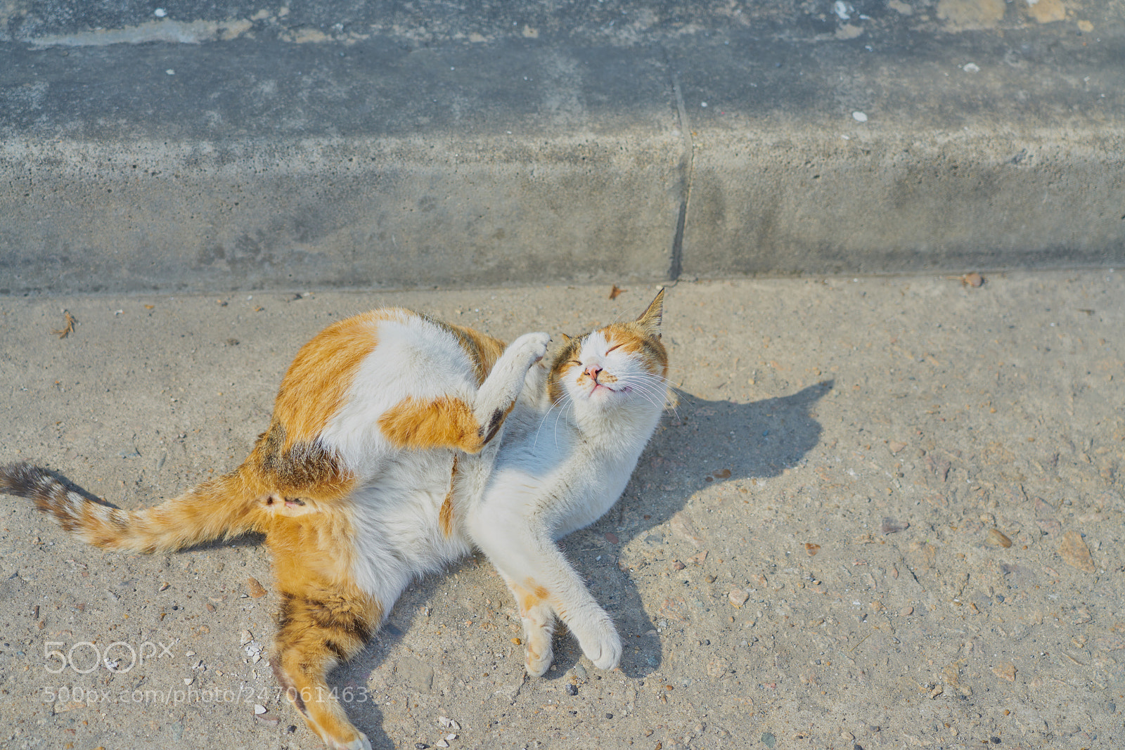 Sony a7R II sample photo. Cat photography