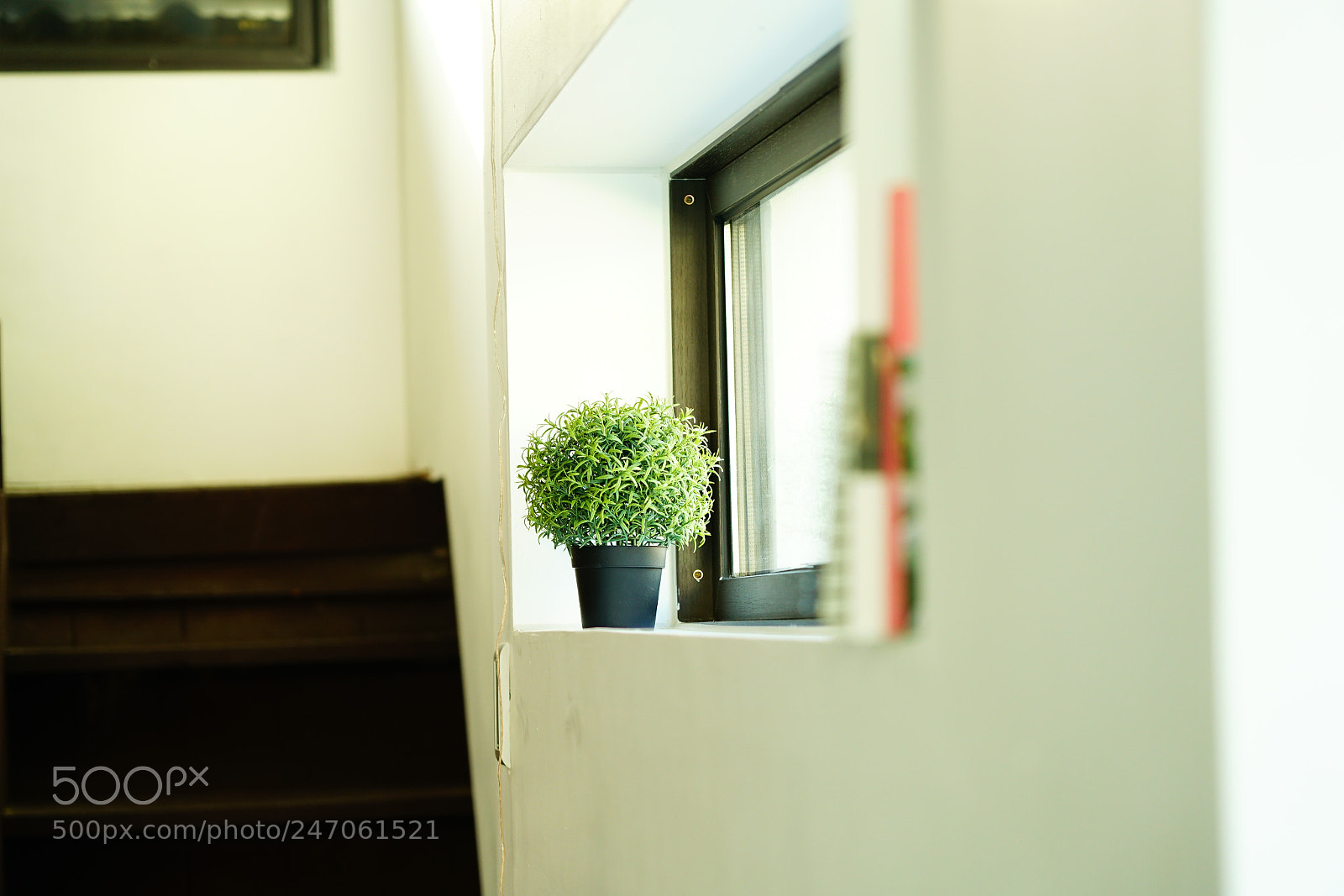 Sony a7R II sample photo. Org rd photography