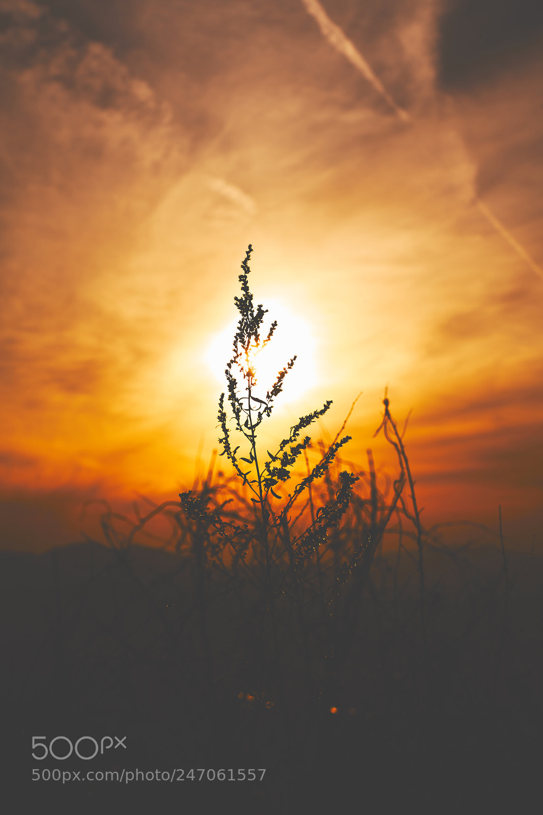Sony a7R II sample photo. Rd photography