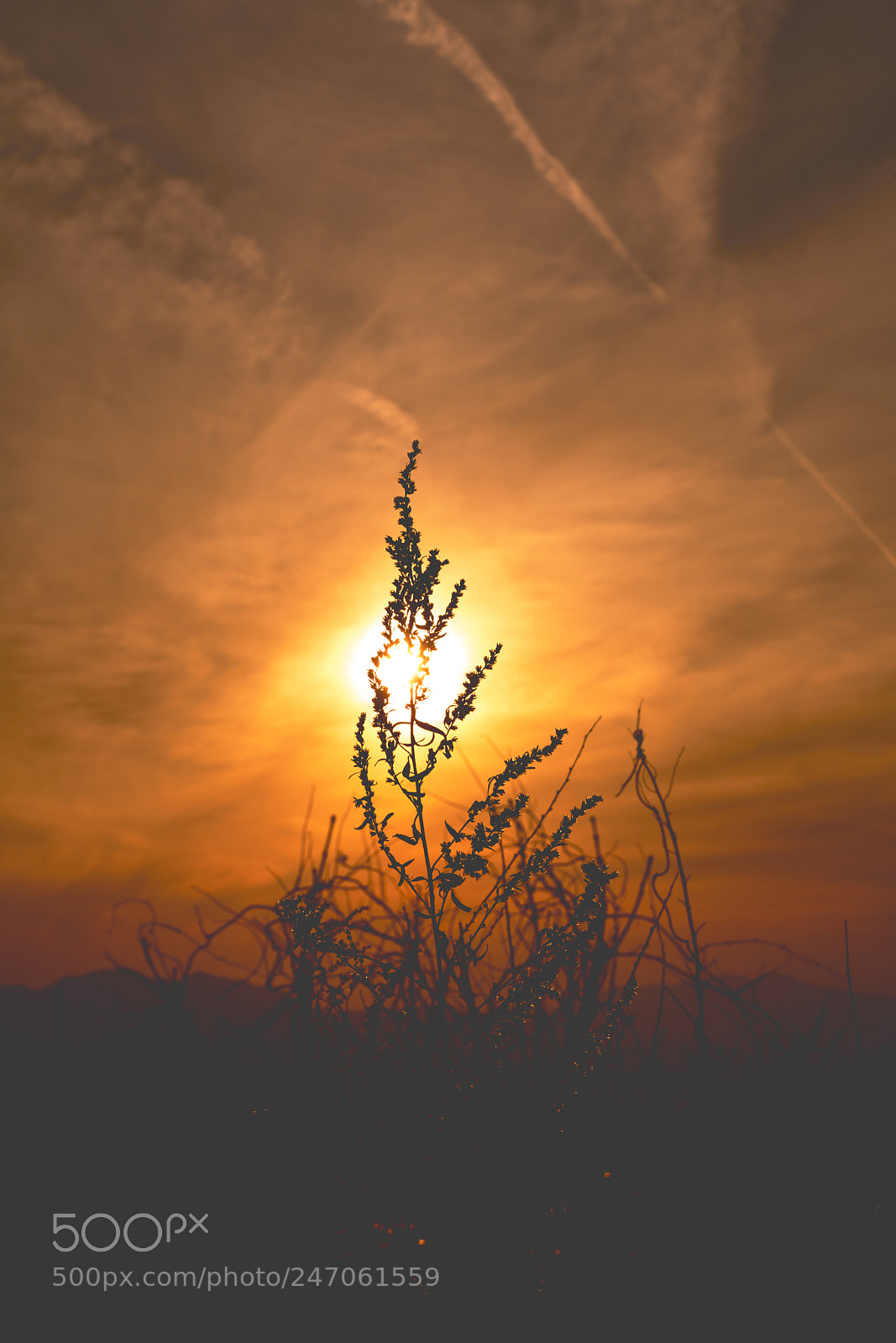 Sony a7R II sample photo. Rd photography