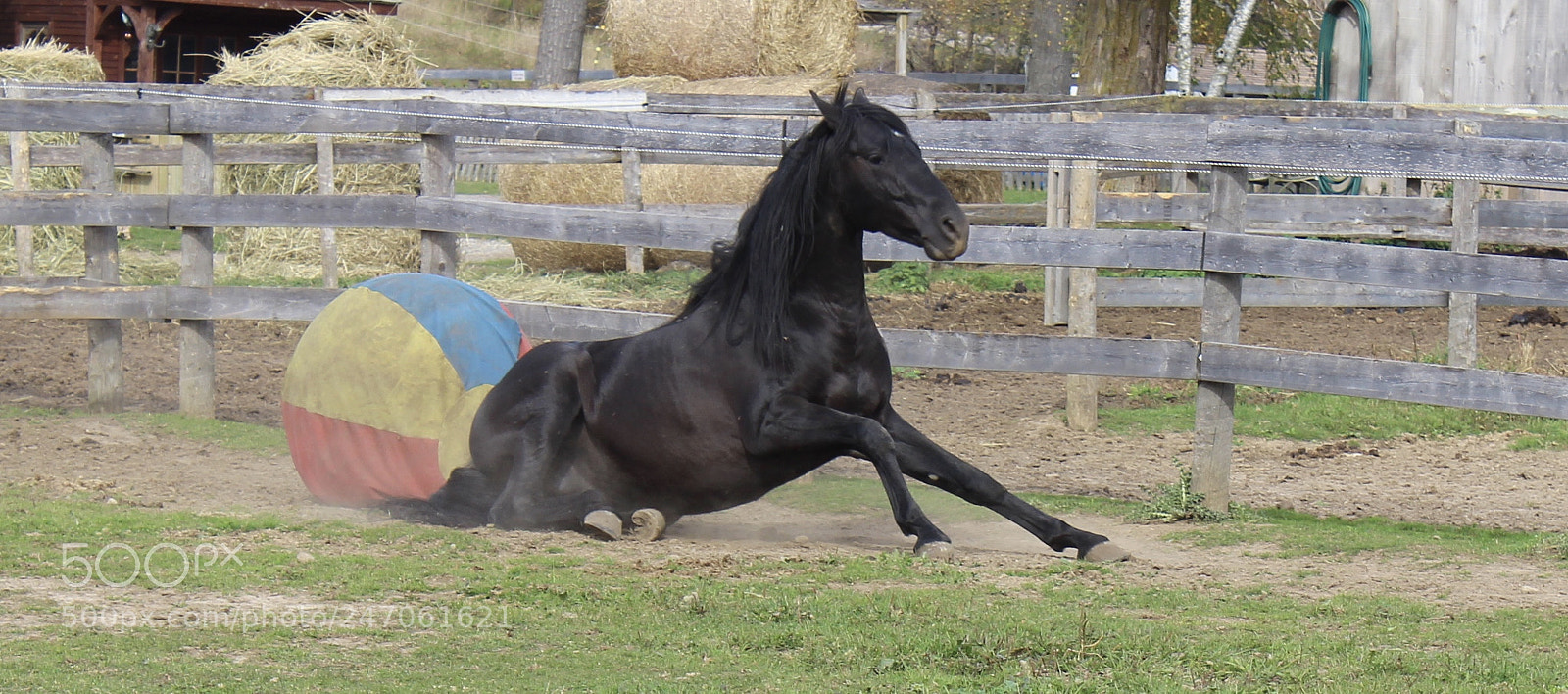 Canon EOS 600D (Rebel EOS T3i / EOS Kiss X5) sample photo. Stallion at play photography