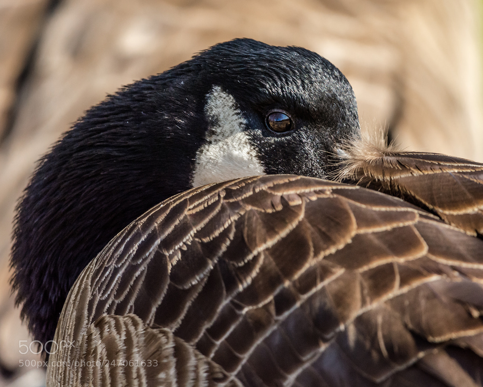 Nikon D7100 sample photo. Resting canadian goose photography