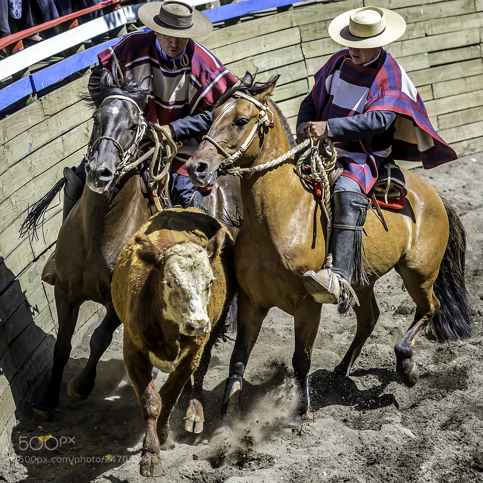 Nikon D610 sample photo. Rodeo huaso en licant photography